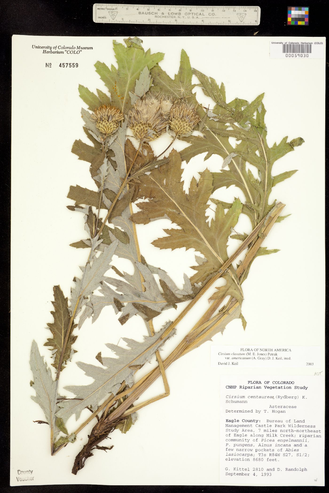 Cirsium centaureae image