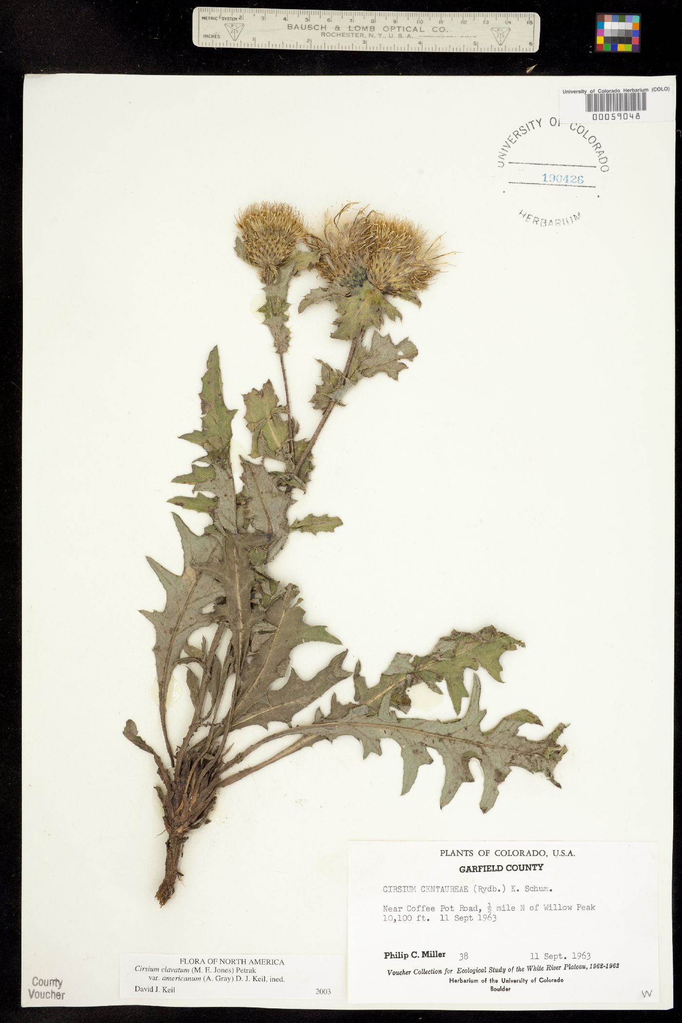 Cirsium centaureae image