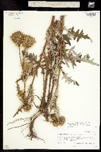 Cirsium centaureae image