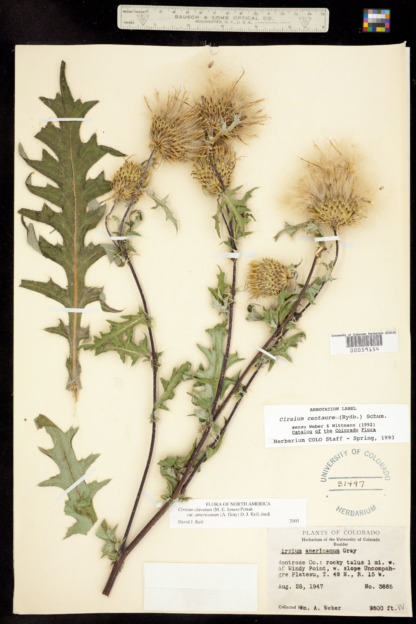 Cirsium centaureae image