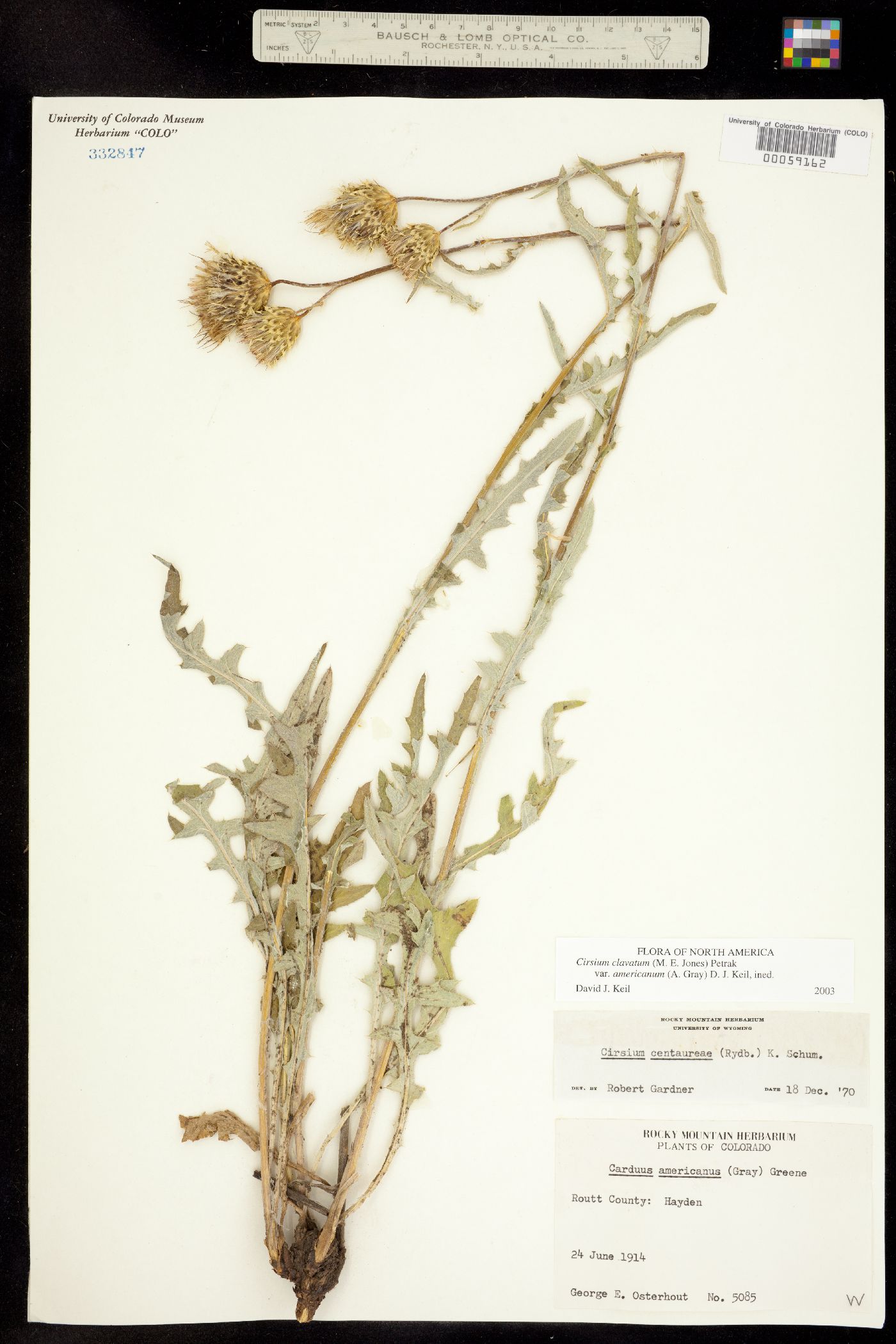 Cirsium centaureae image