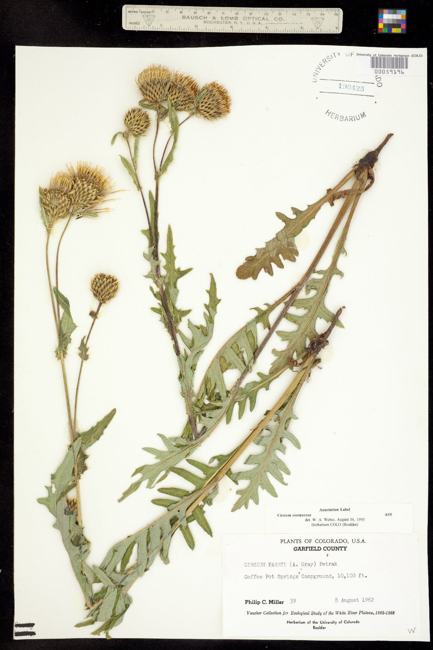 Cirsium centaureae image