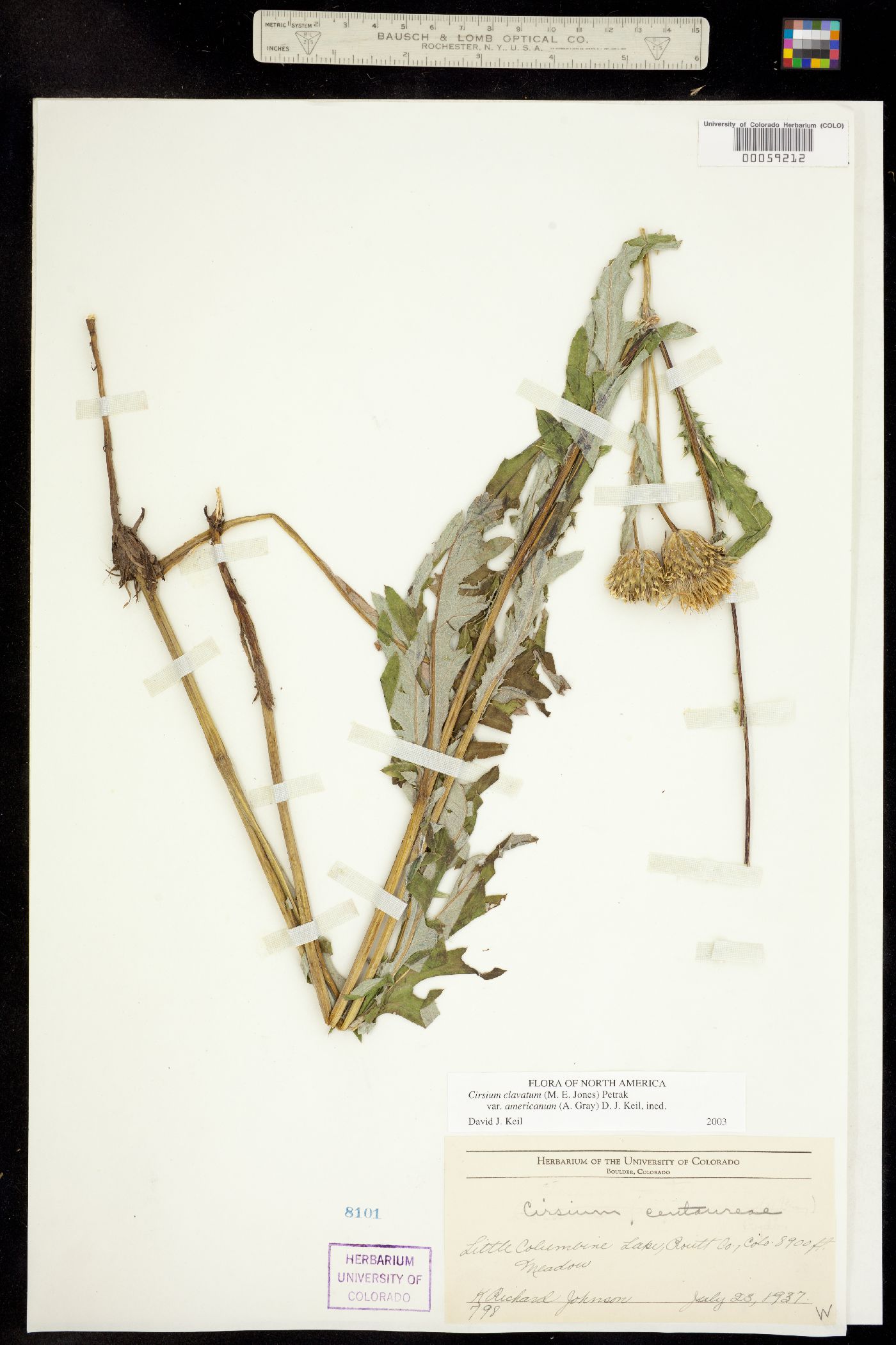 Cirsium centaureae image