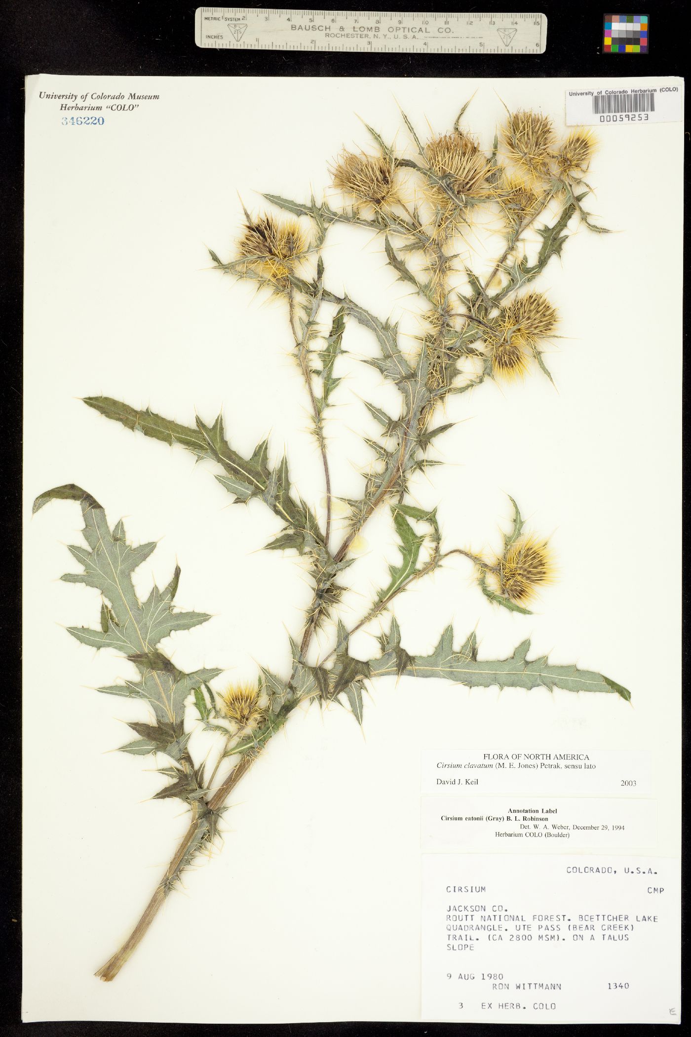 Cirsium eatonii image