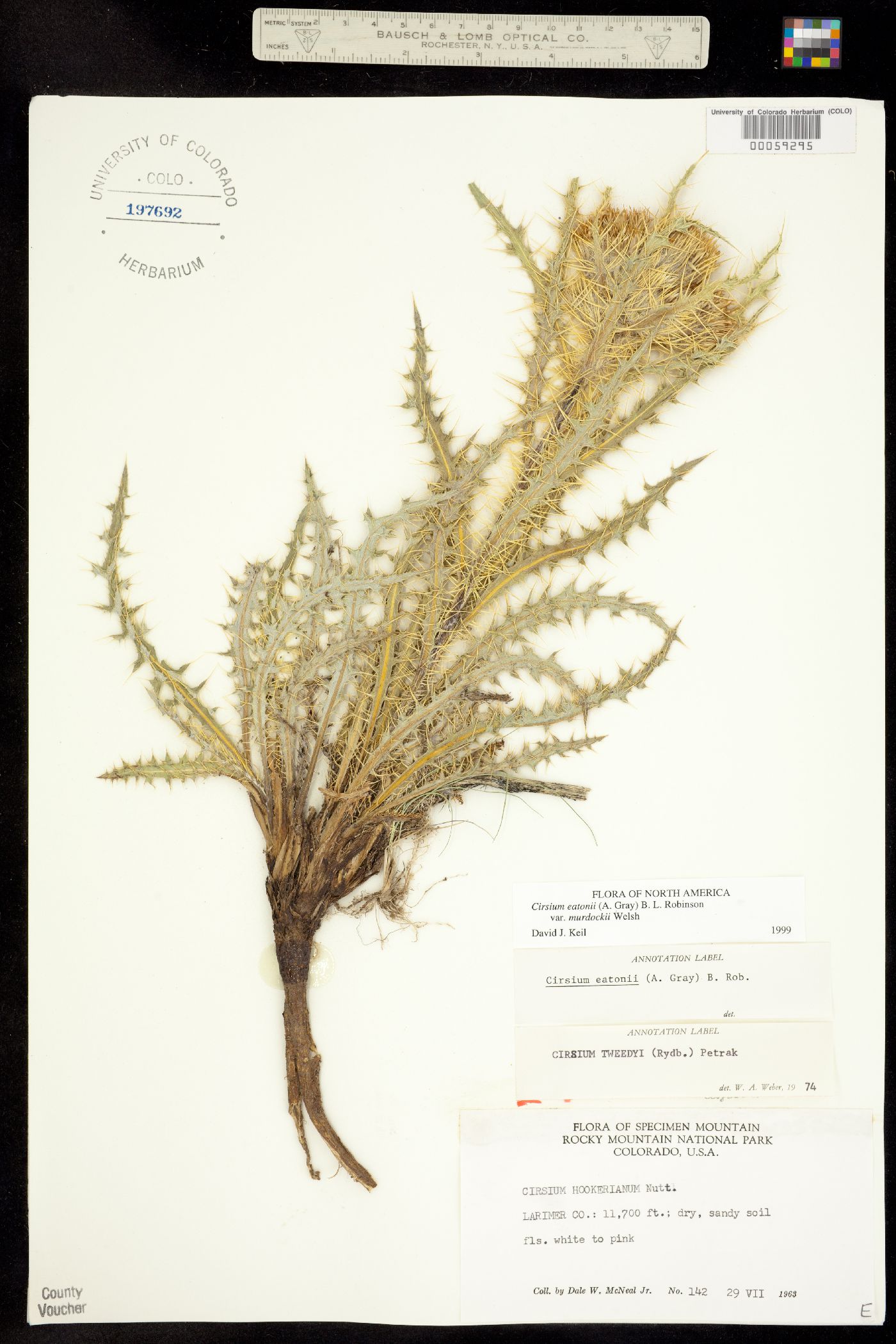 Cirsium eatonii var. murdockii image