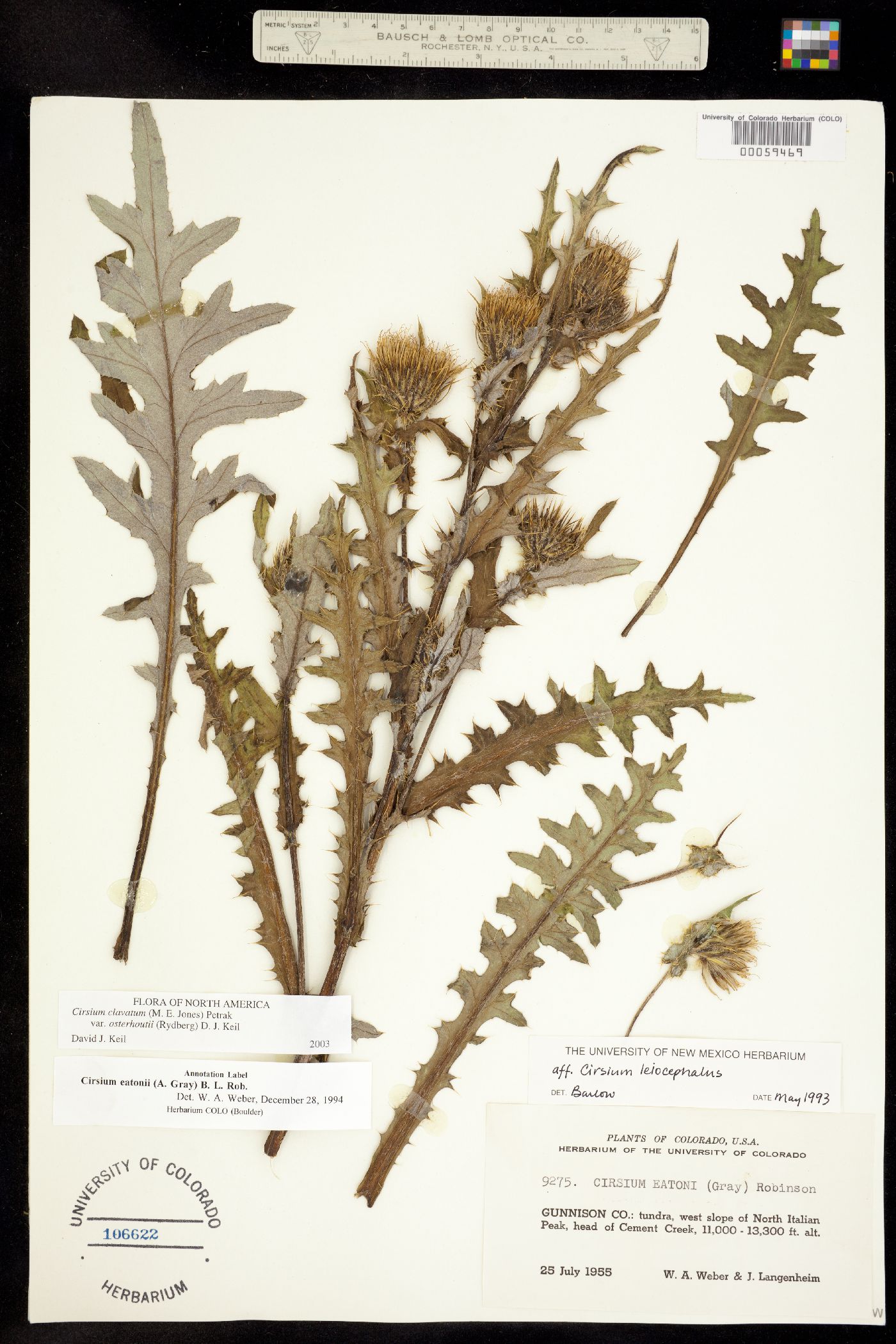 Cirsium image