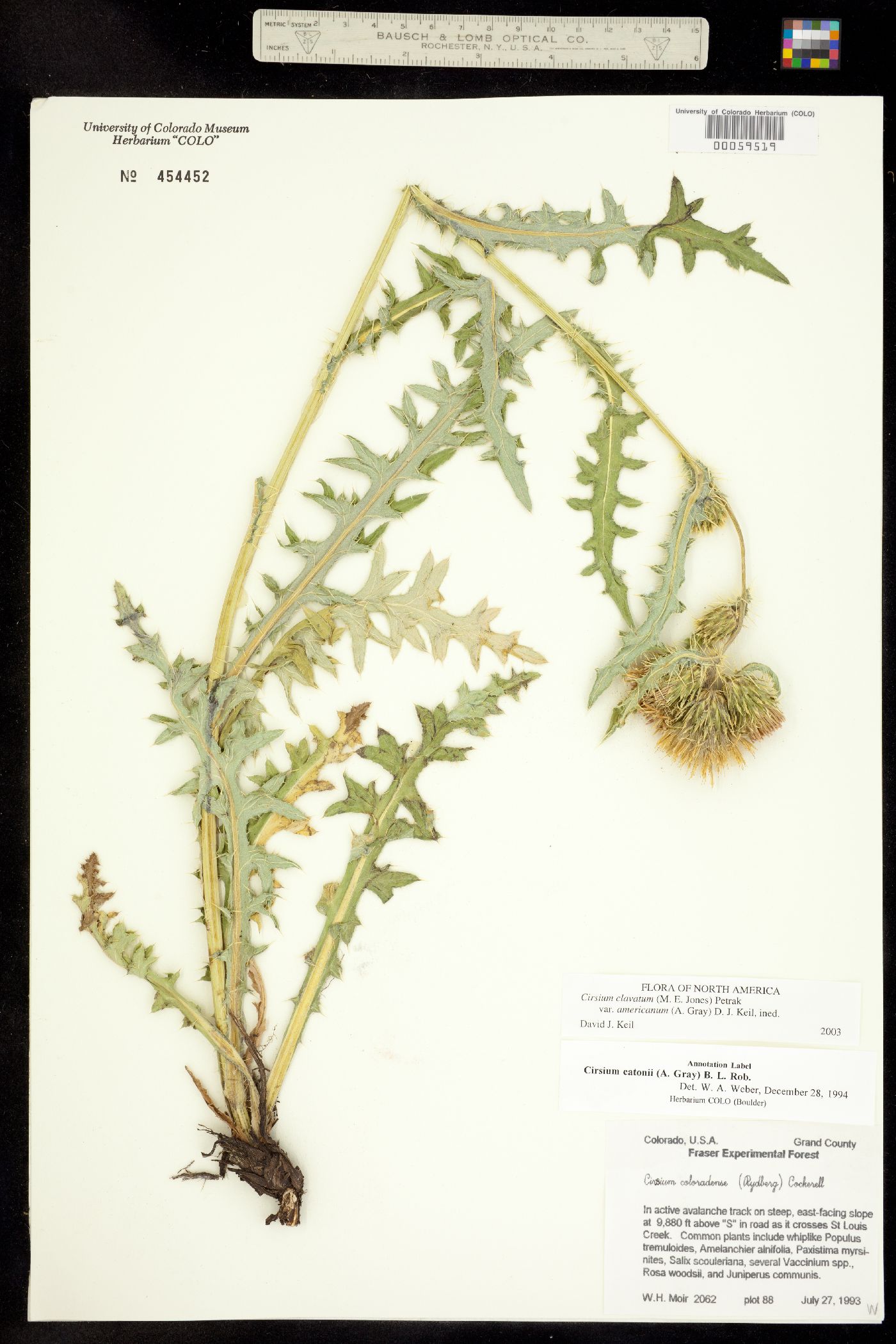 Cirsium eatonii image
