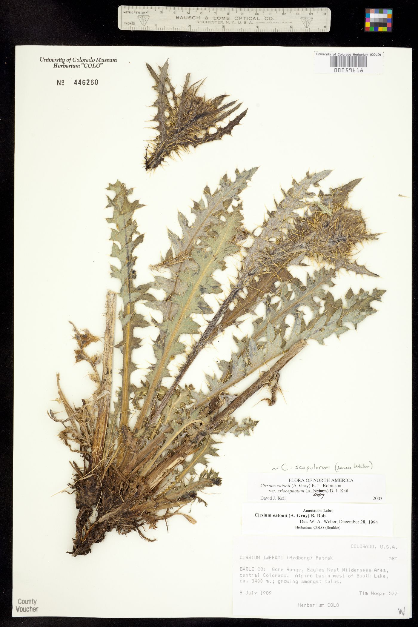 Cirsium eatonii var. eriocephalum image