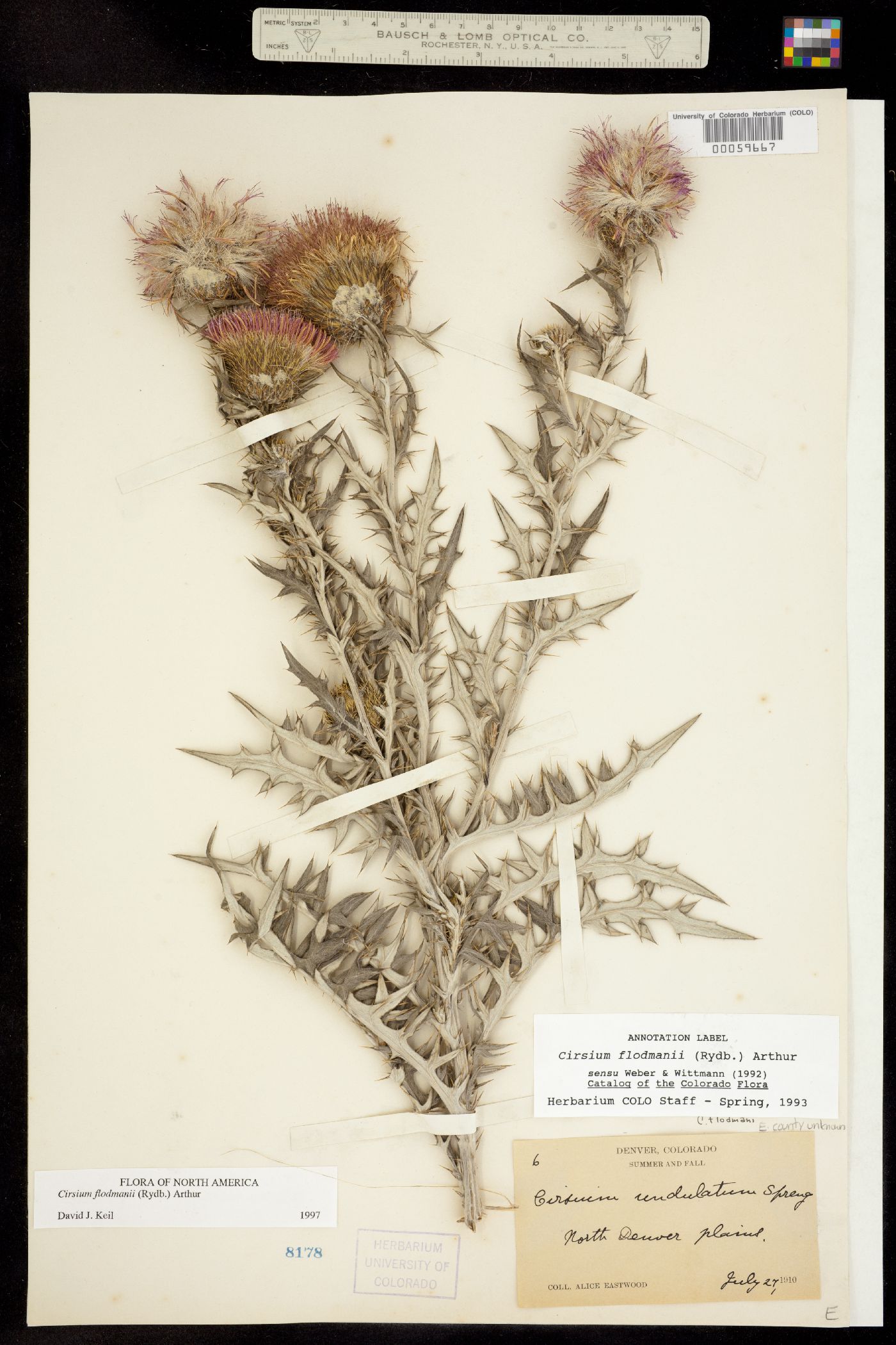 Cirsium flodmanii image