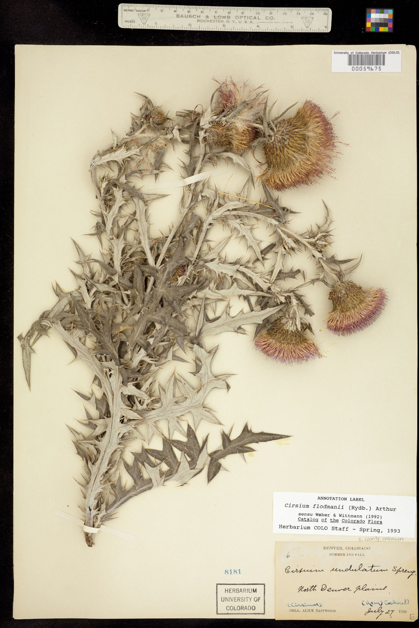 Cirsium flodmanii image