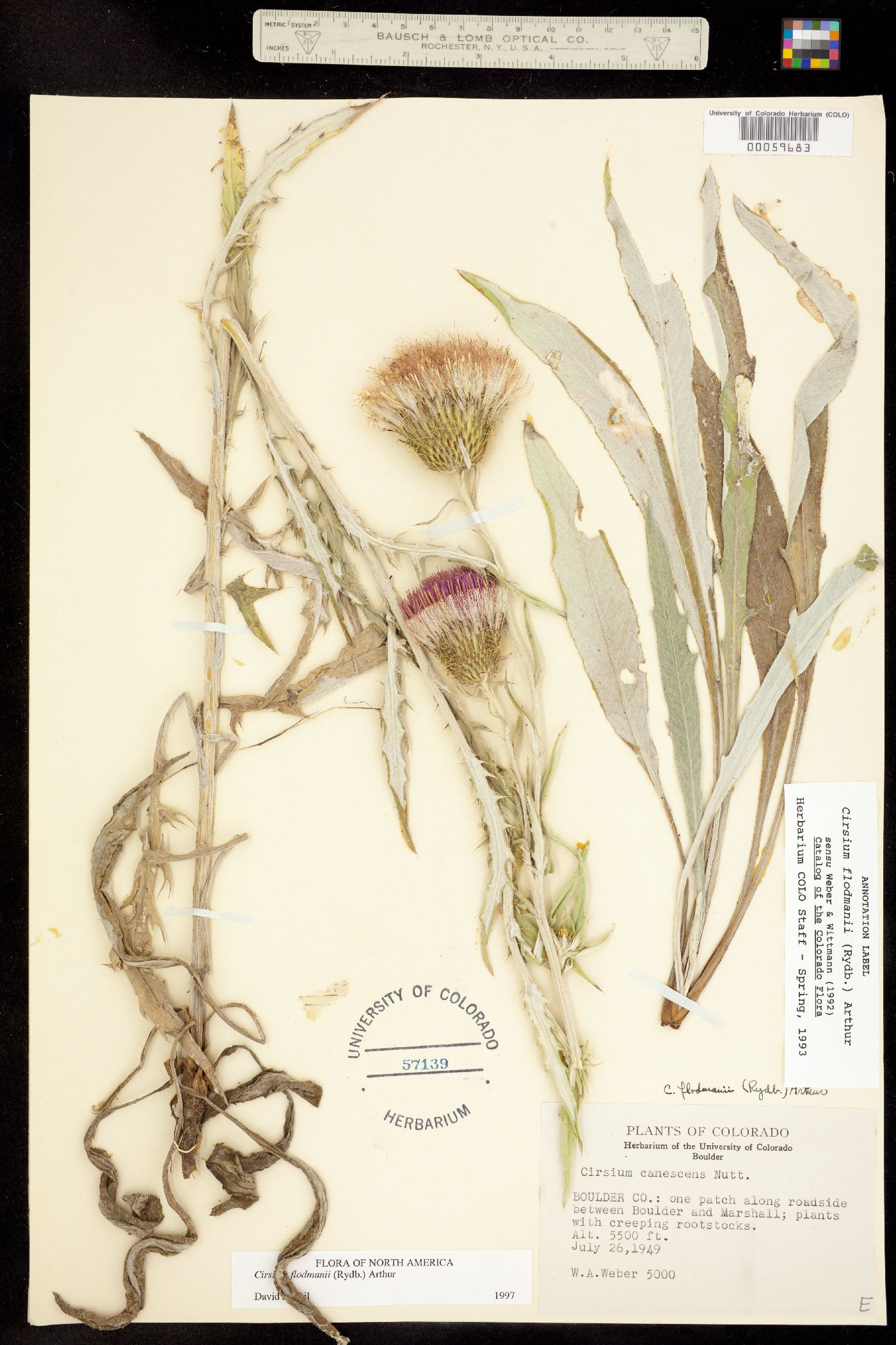 Cirsium flodmanii image