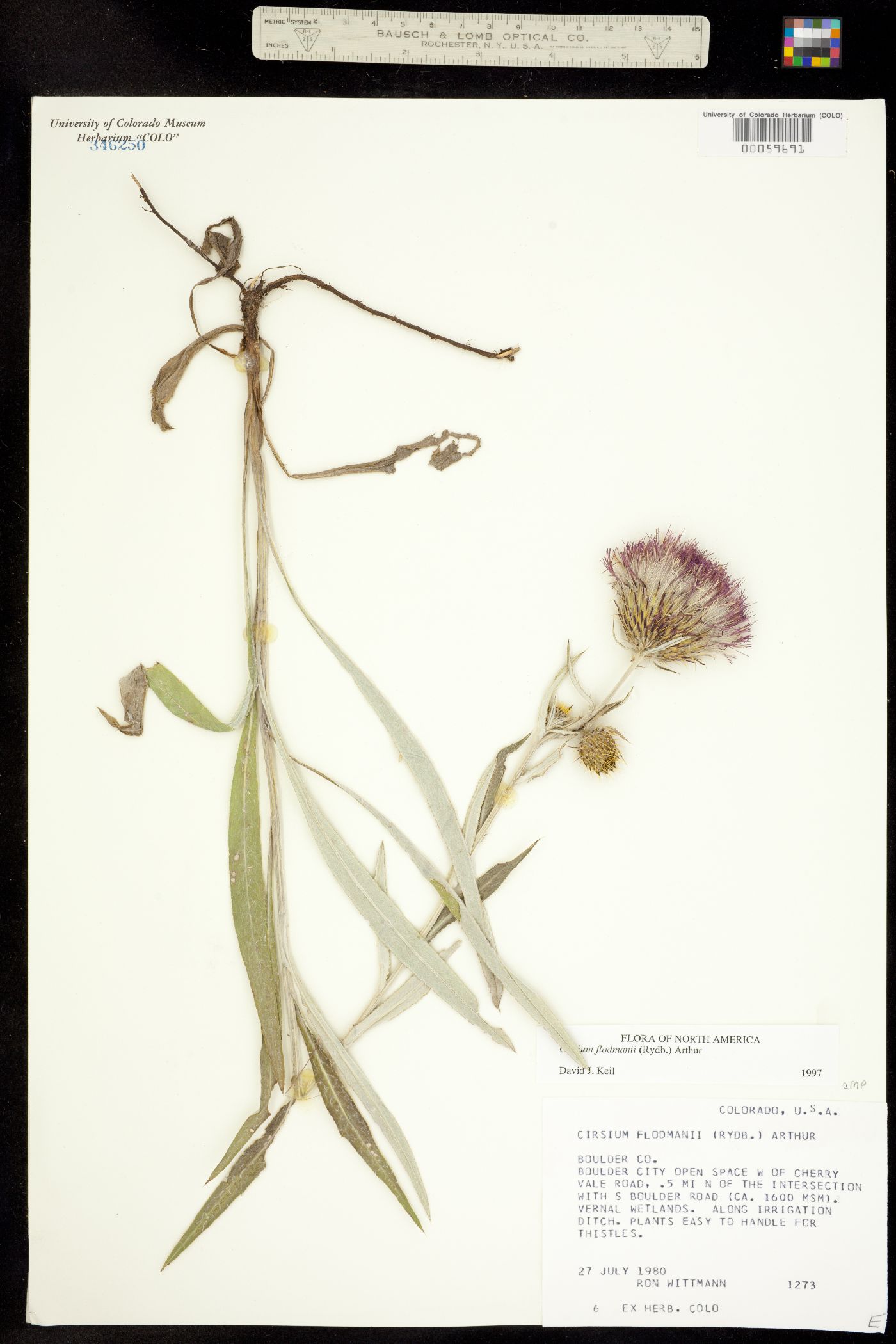 Cirsium flodmanii image