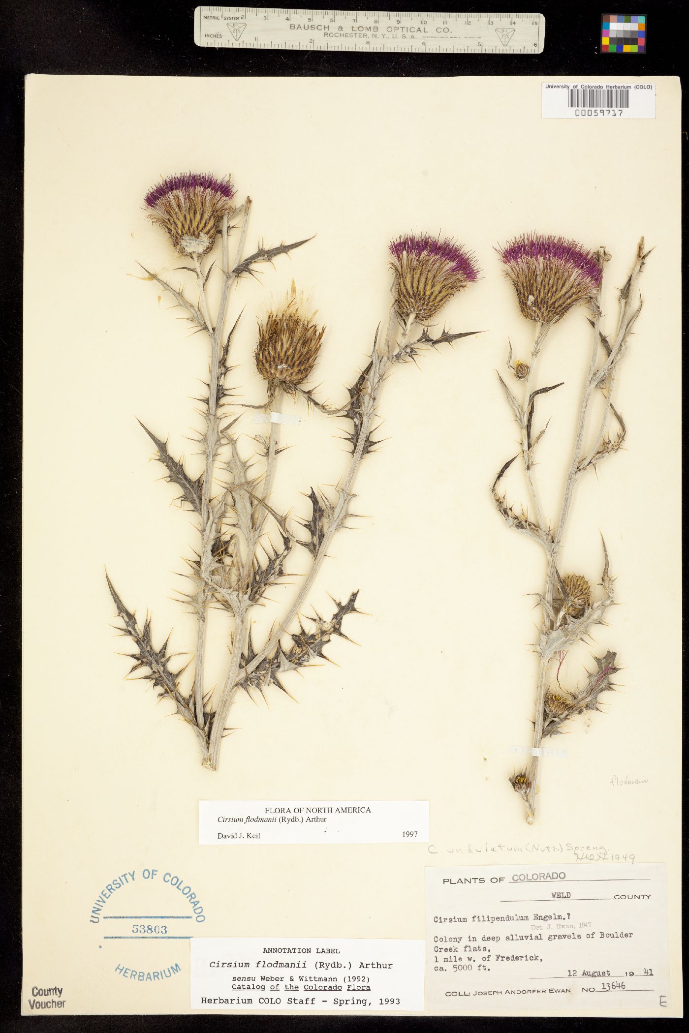 Cirsium flodmanii image