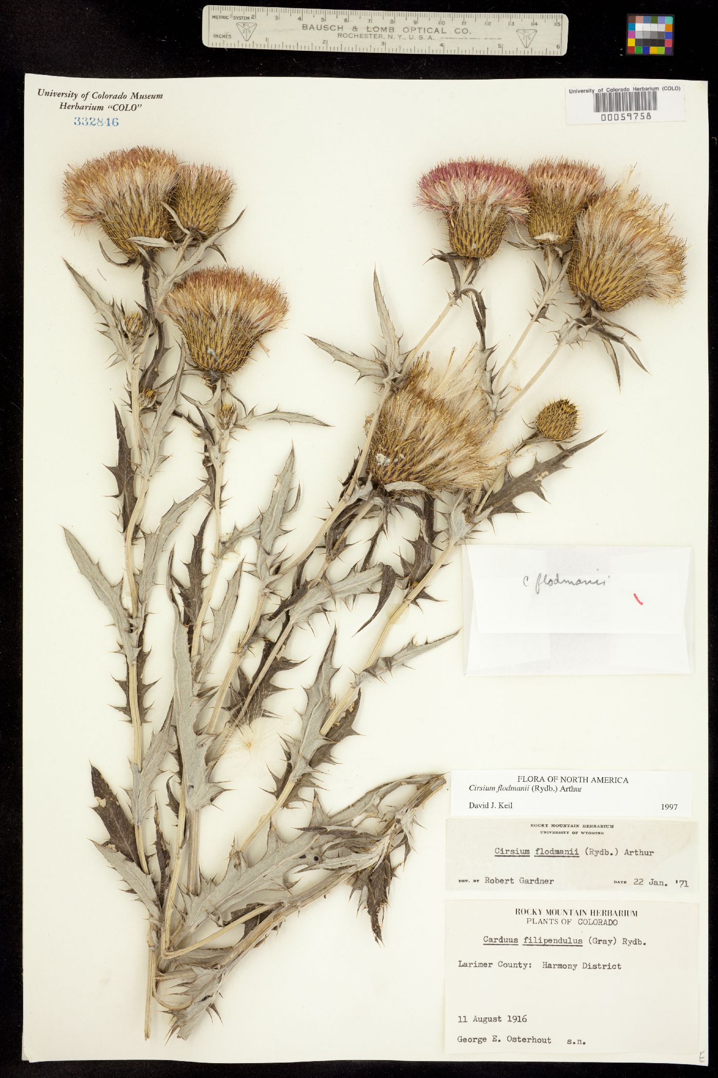 Cirsium flodmanii image