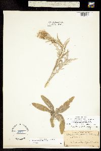 Image of Cirsium flodmanii