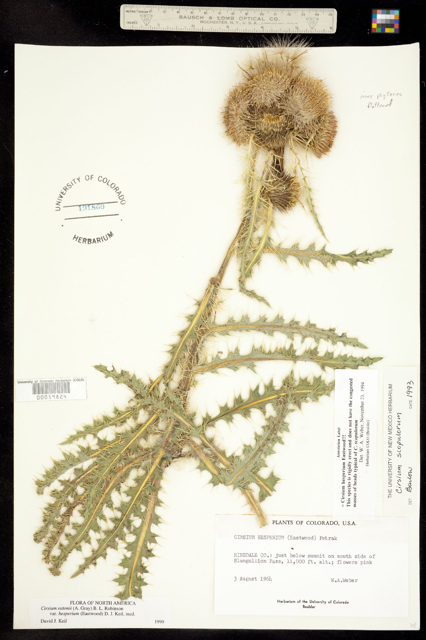 Cirsium eatonii var. hesperium image