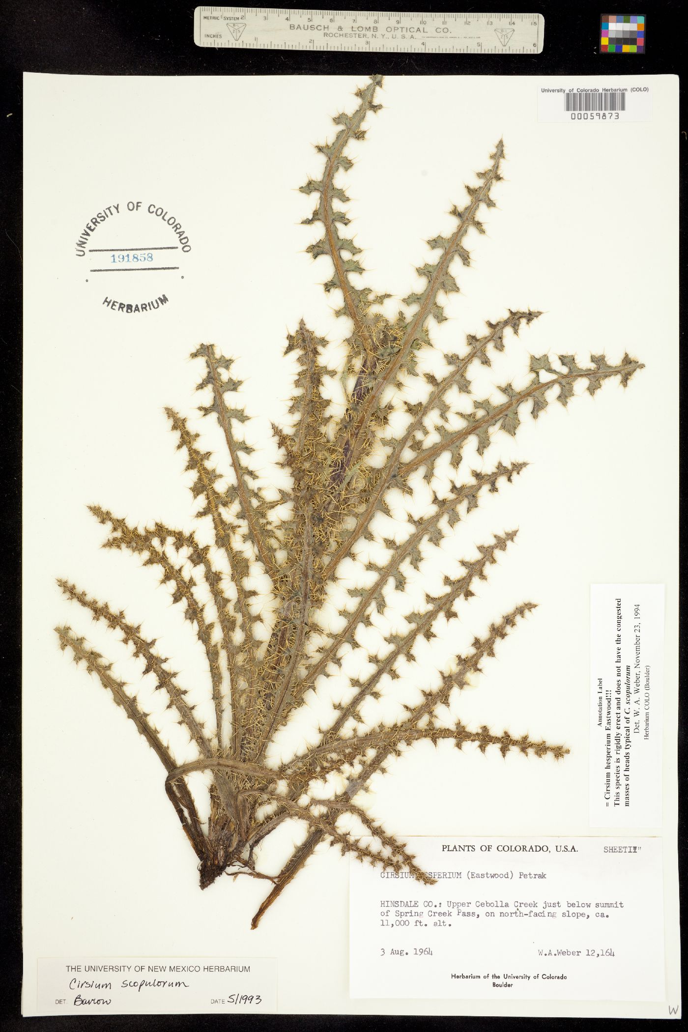 Cirsium eatonii image