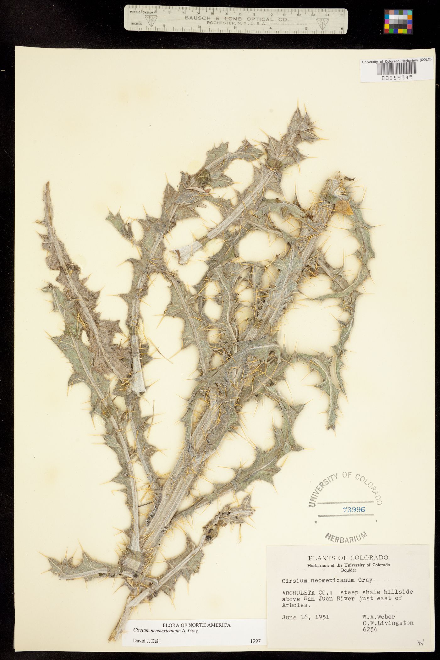 Cirsium neomexicanum image