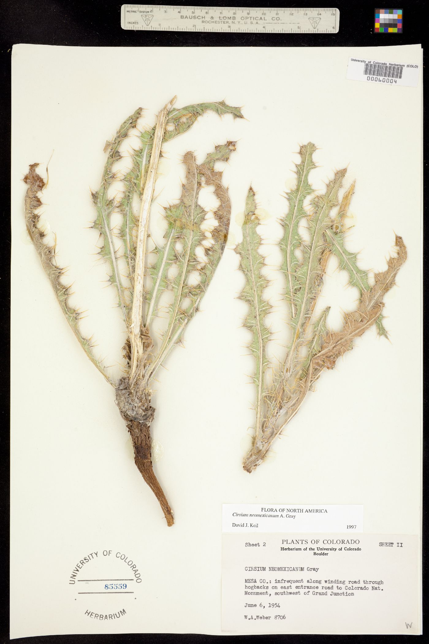 Cirsium neomexicanum image