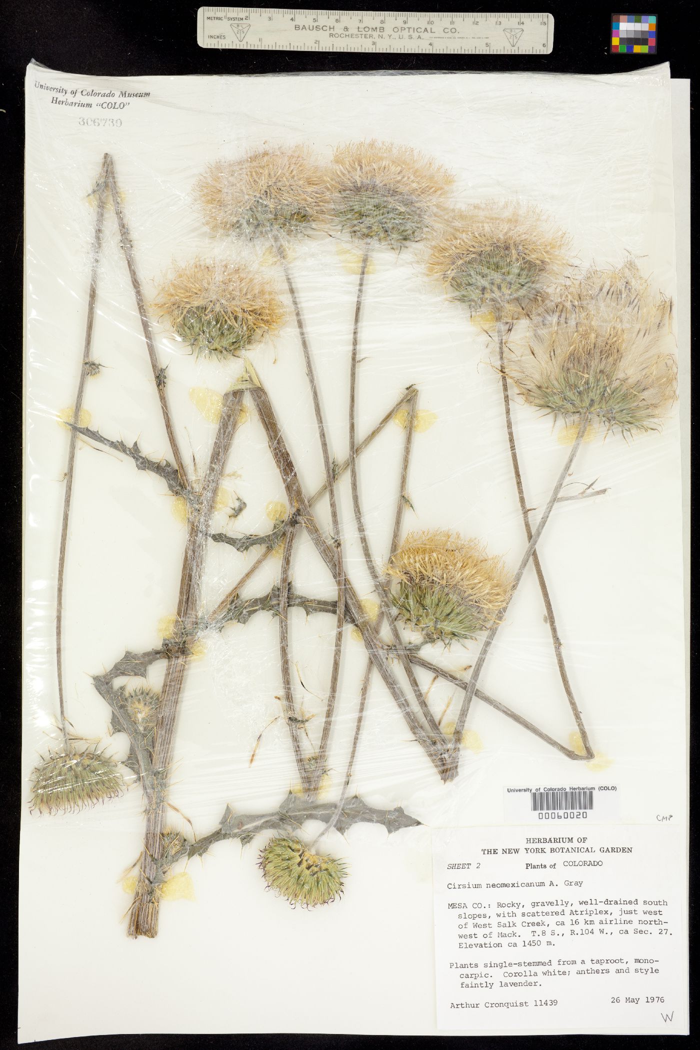 Cirsium neomexicanum image