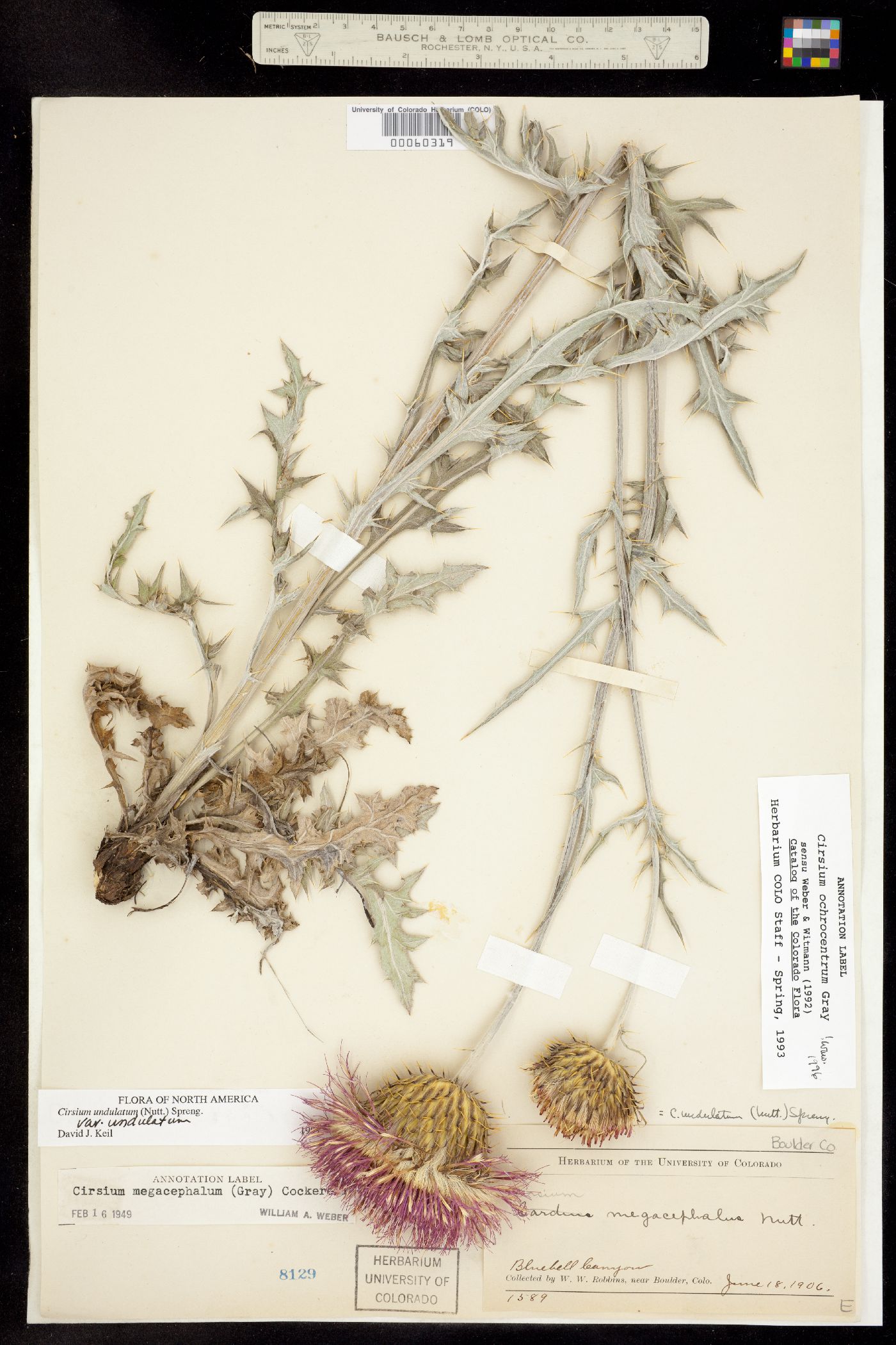 Cirsium image