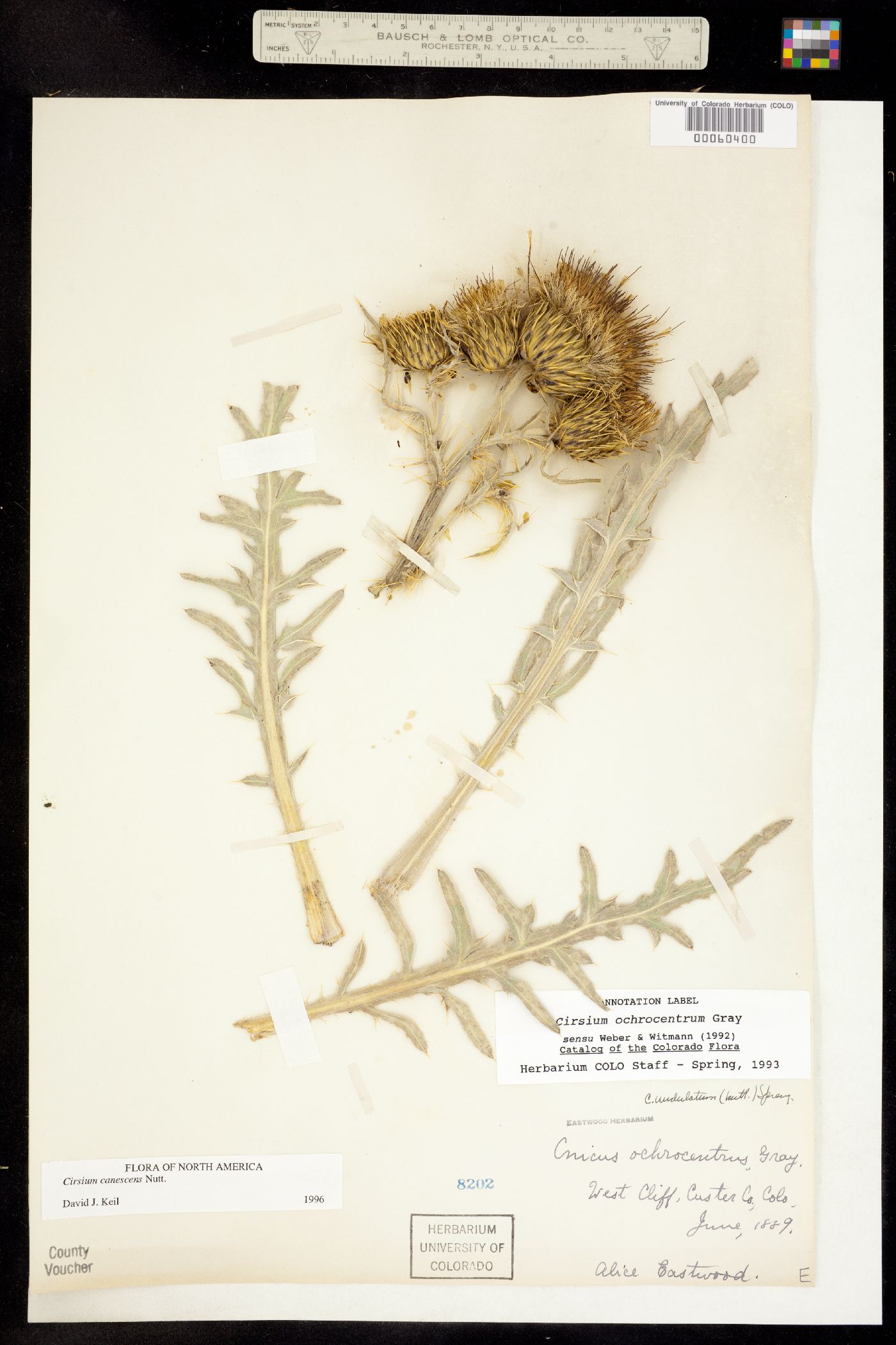 Cirsium canescens image