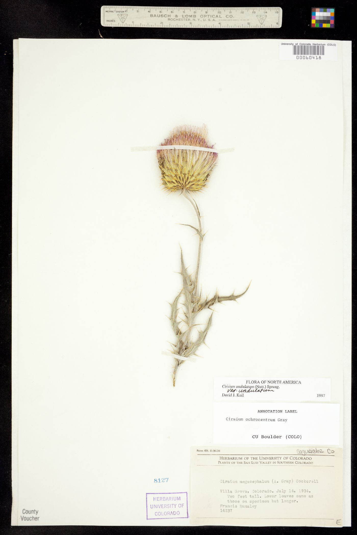 Cirsium undulatum image