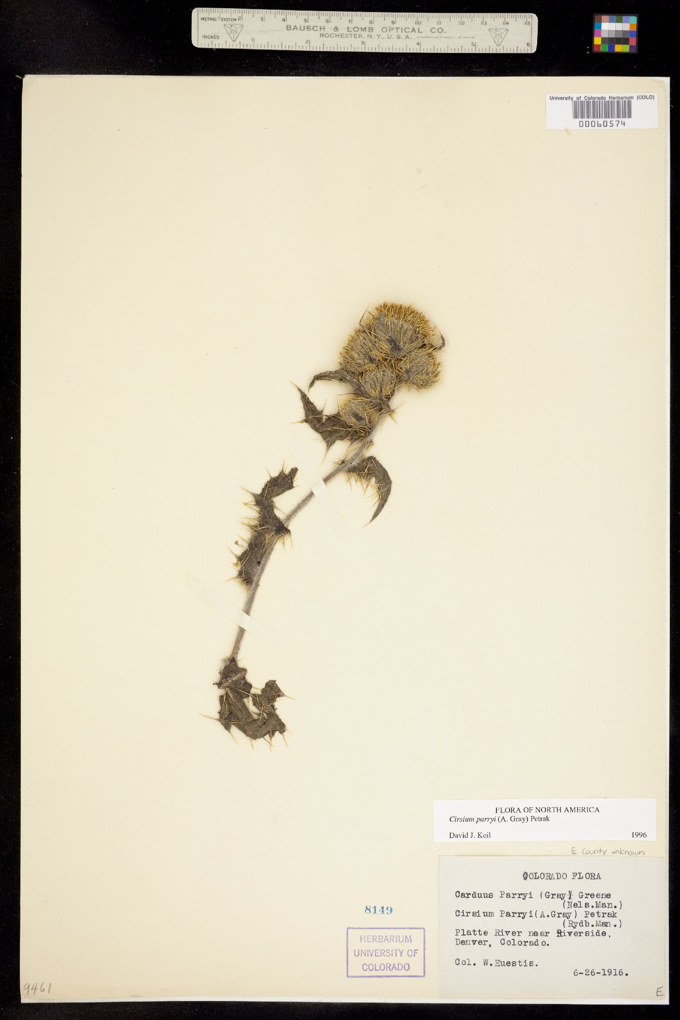 Cirsium parryi image
