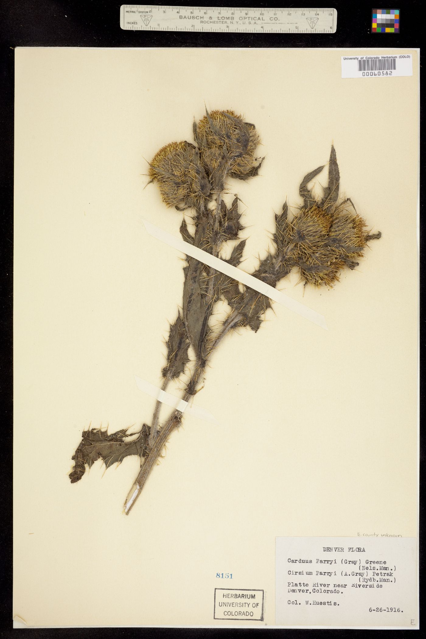 Cirsium parryi image