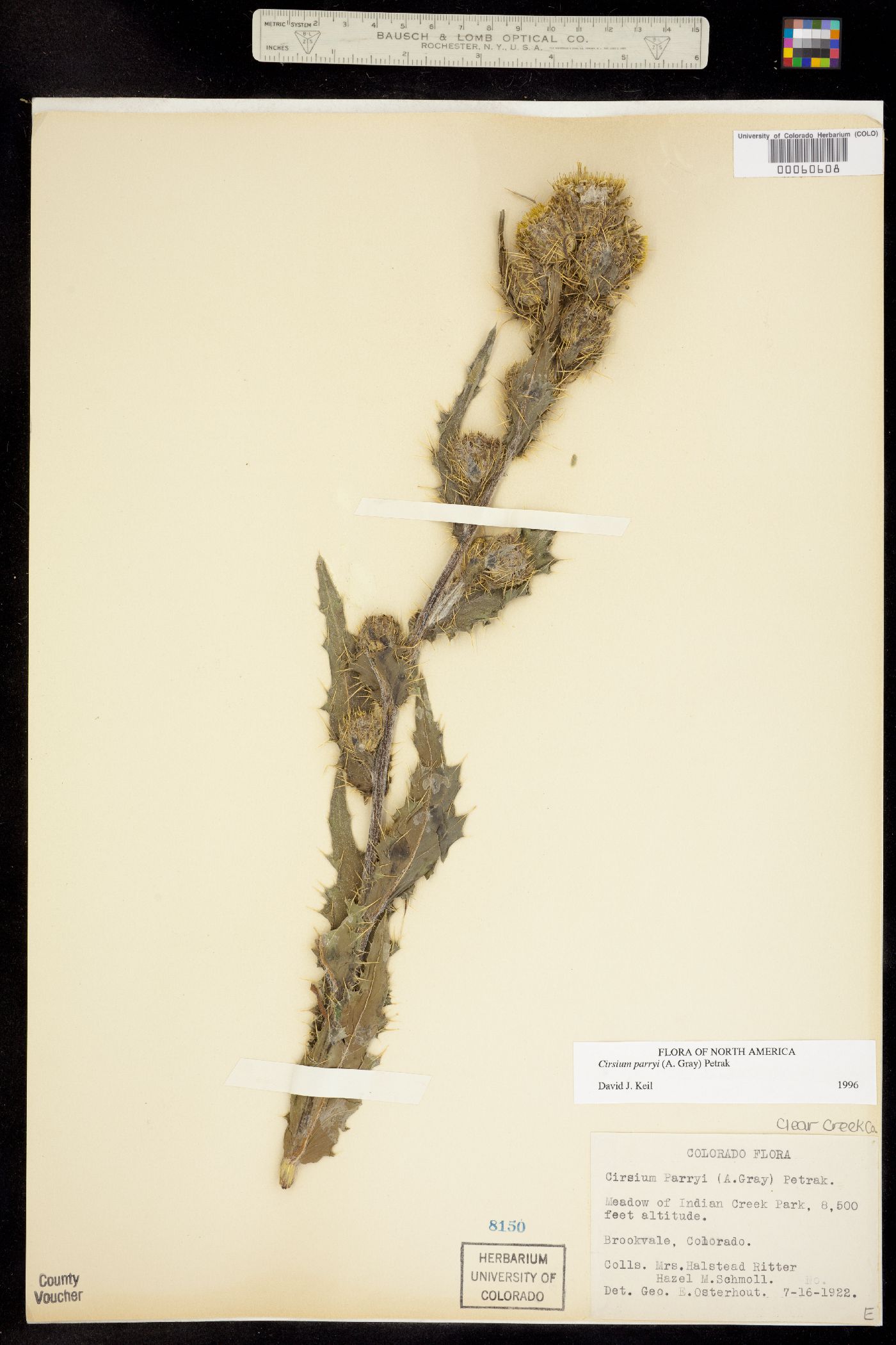 Cirsium parryi image