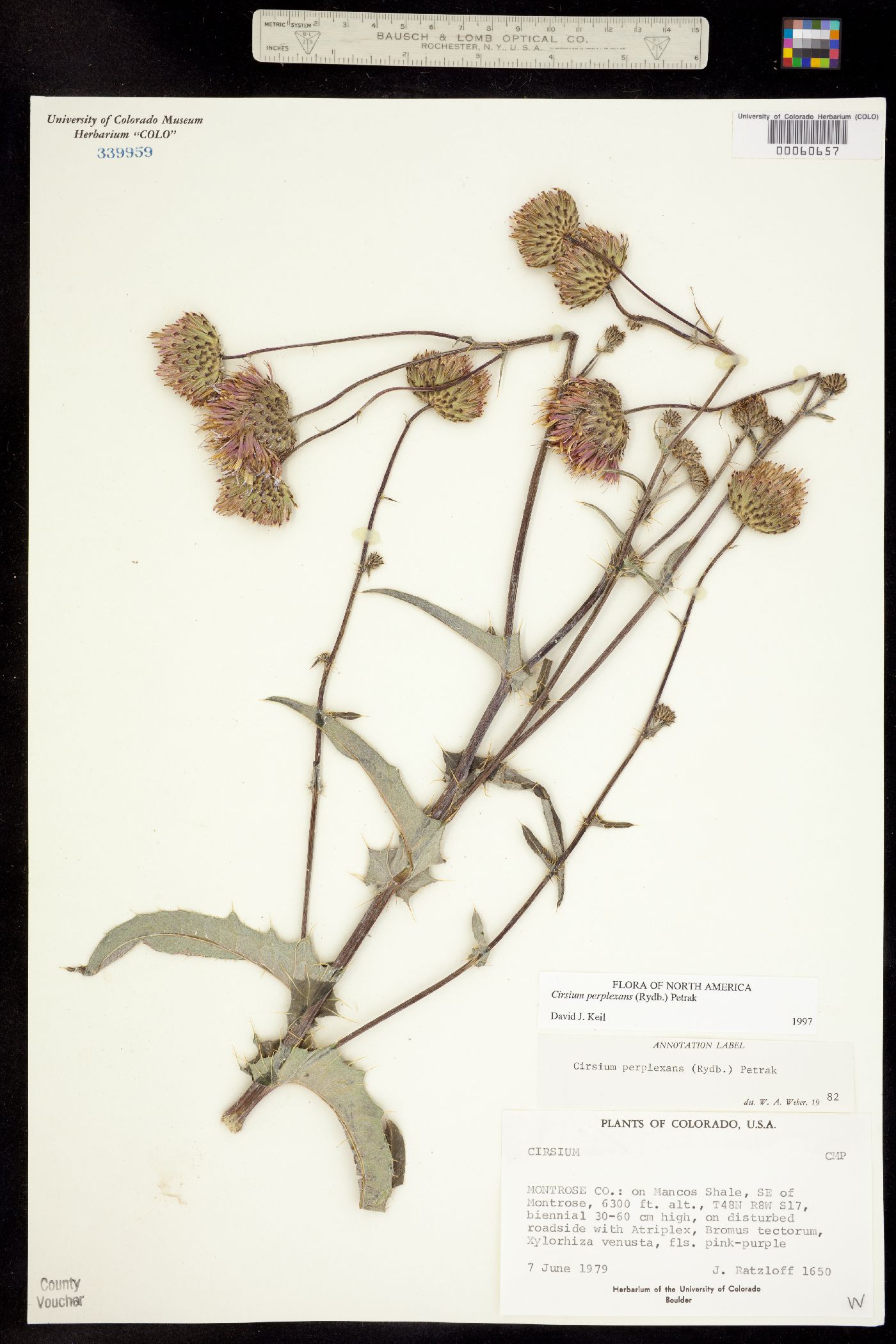 Cirsium perplexans image