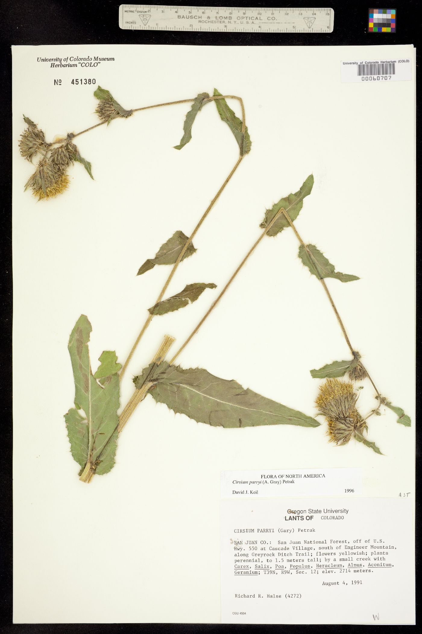 Cirsium parryi image