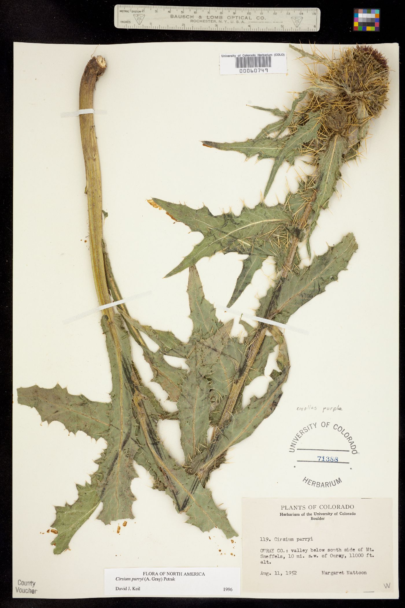 Cirsium parryi image