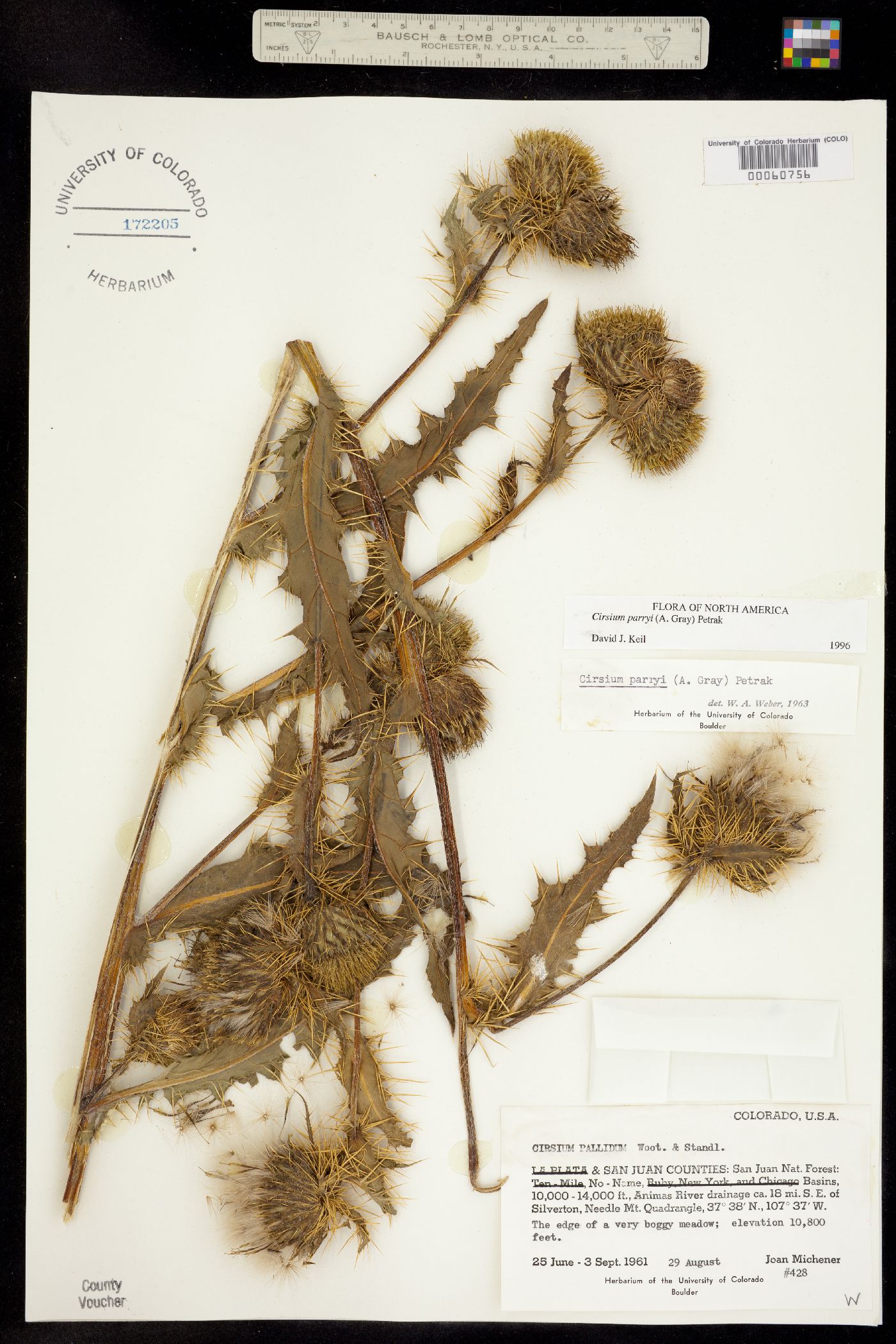 Cirsium parryi image