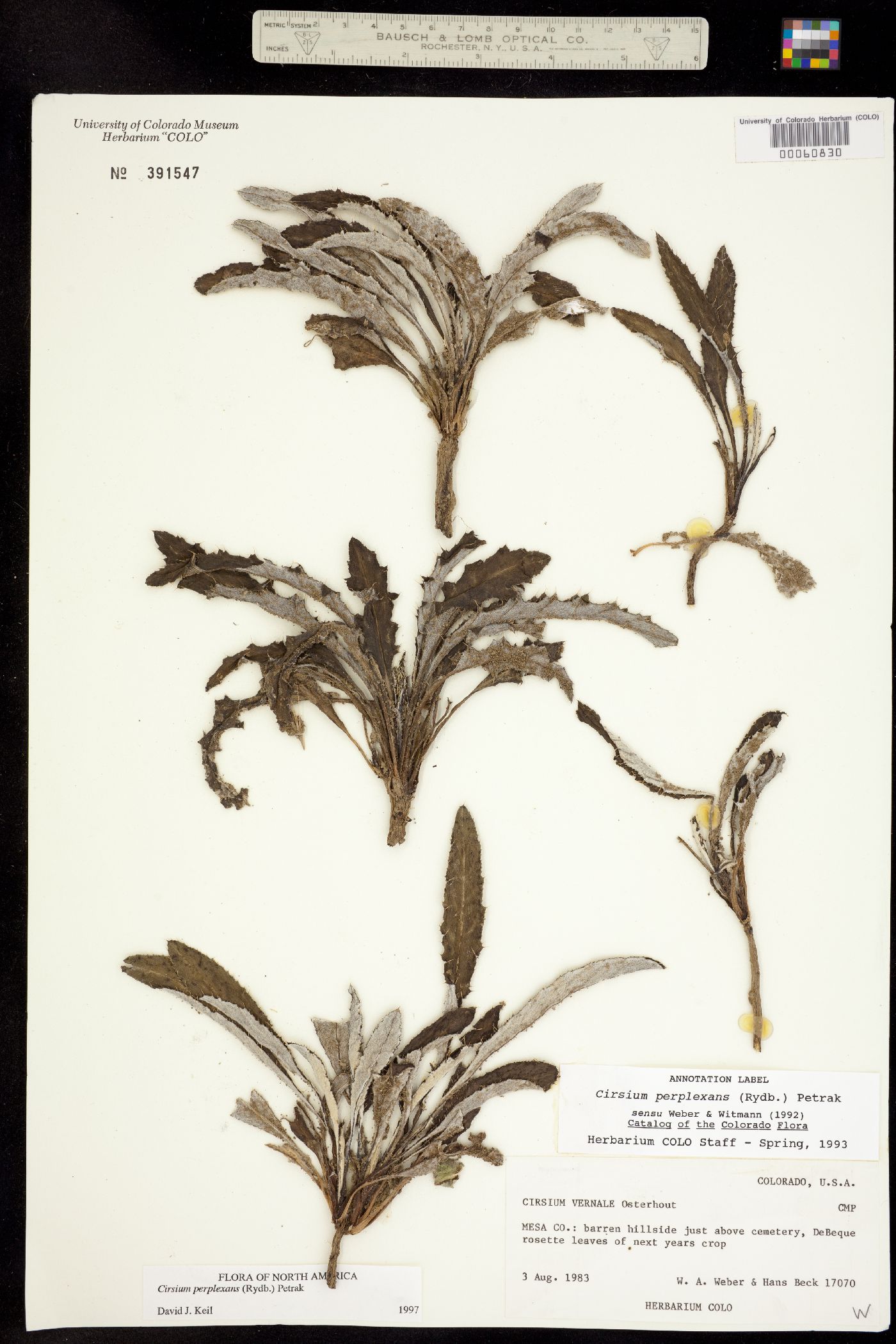 Cirsium perplexans image