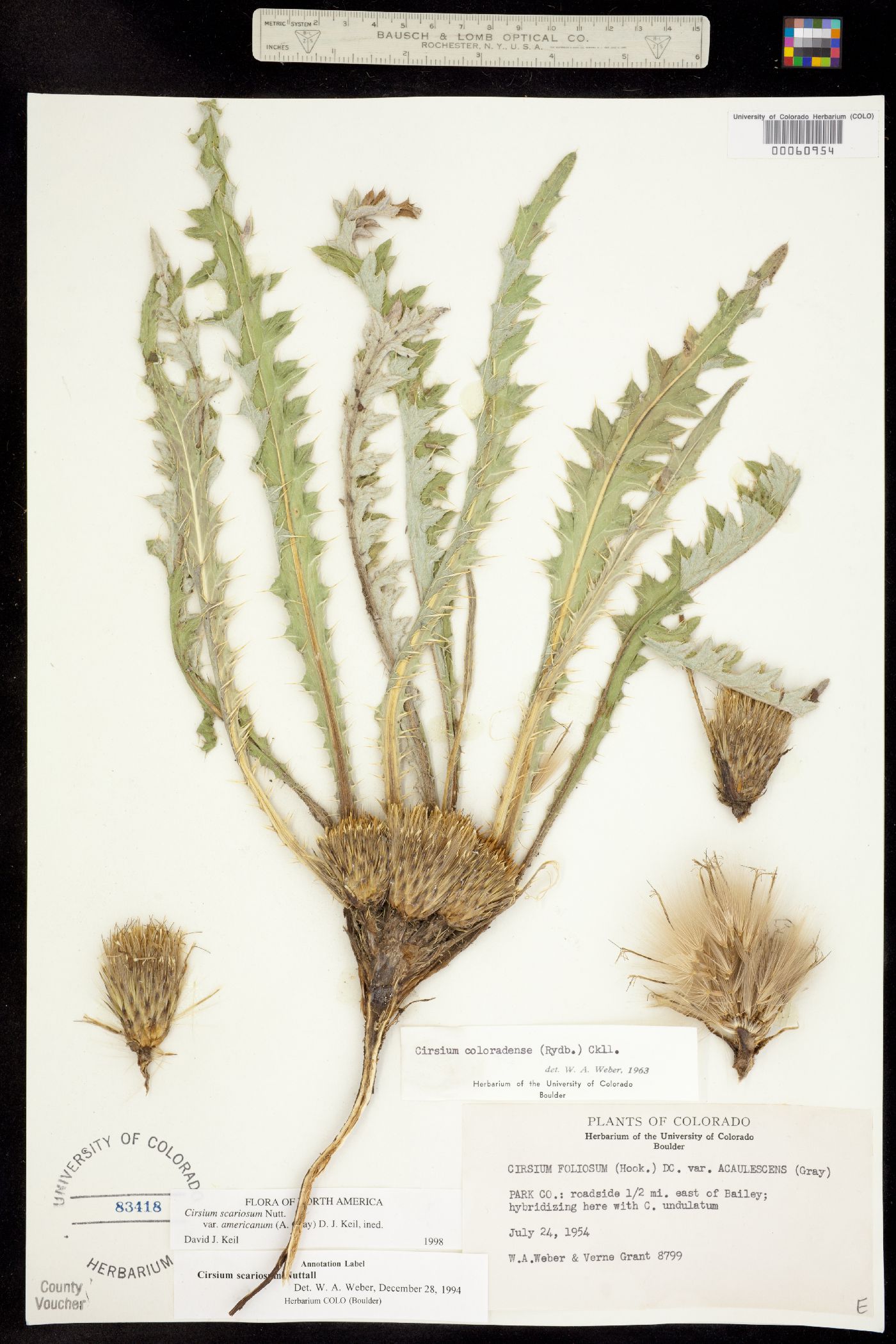 Cirsium scariosum image
