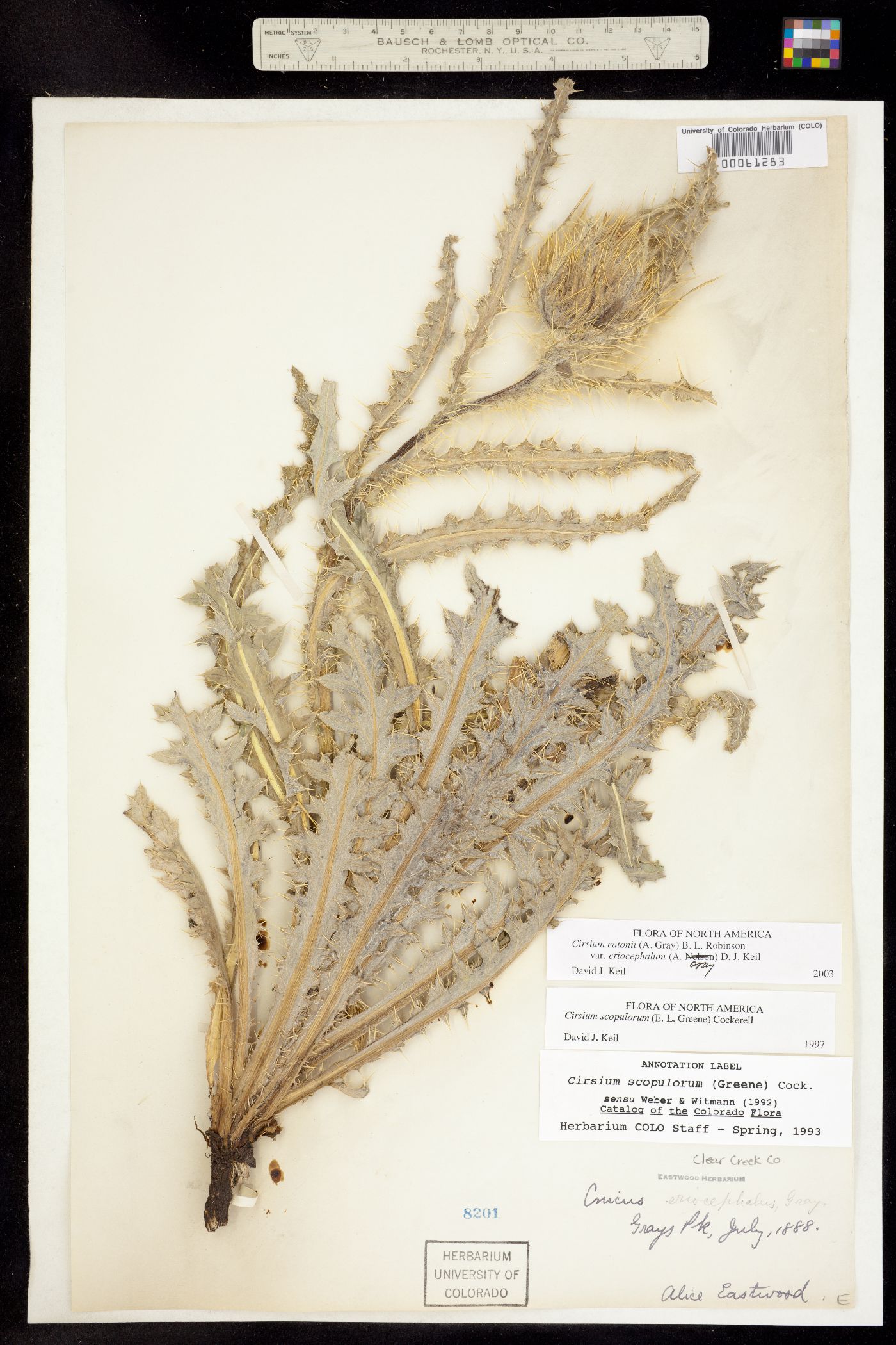 Cirsium eatonii var. eriocephalum image