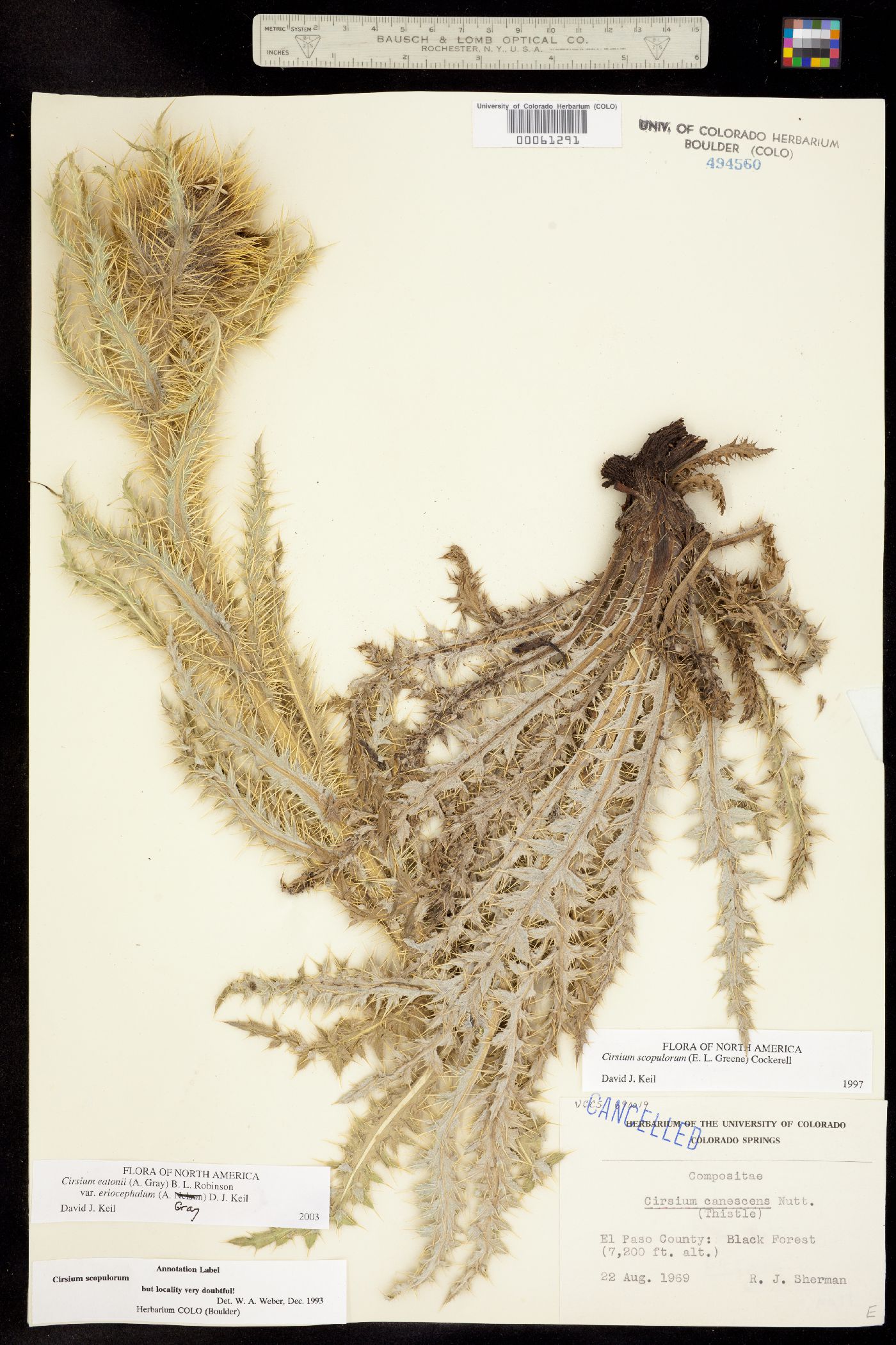 Cirsium eatonii var. eriocephalum image