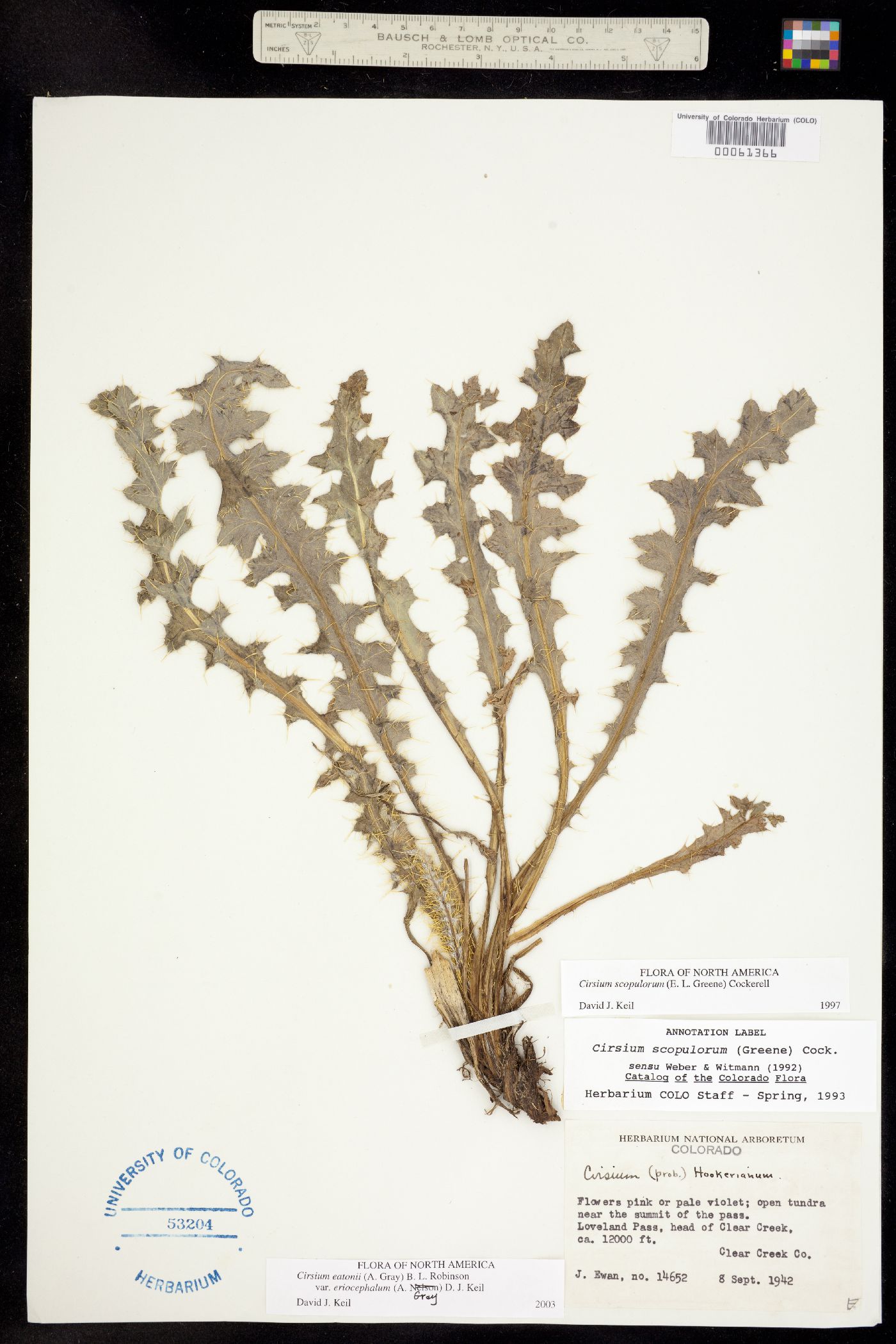 Cirsium eatonii image