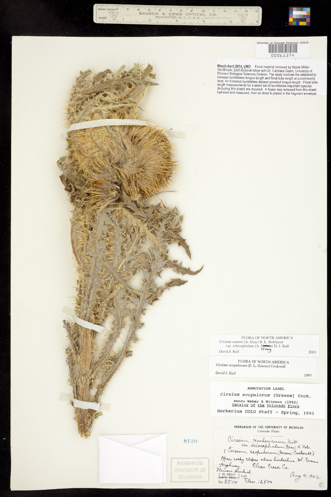 Cirsium eatonii var. eriocephalum image