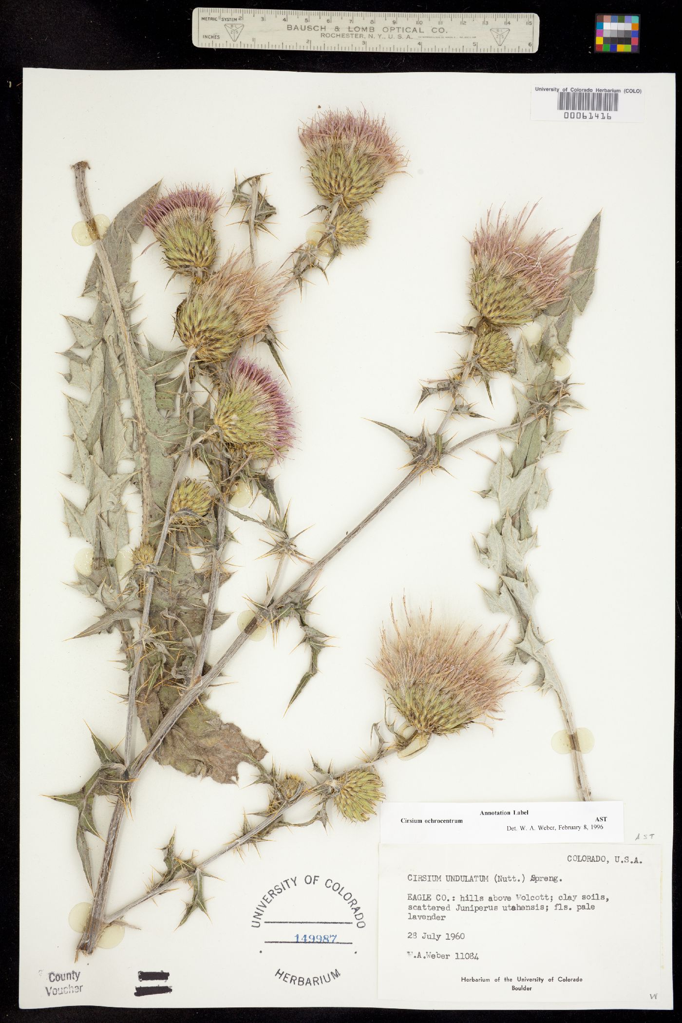 Cirsium ochrocentrum image