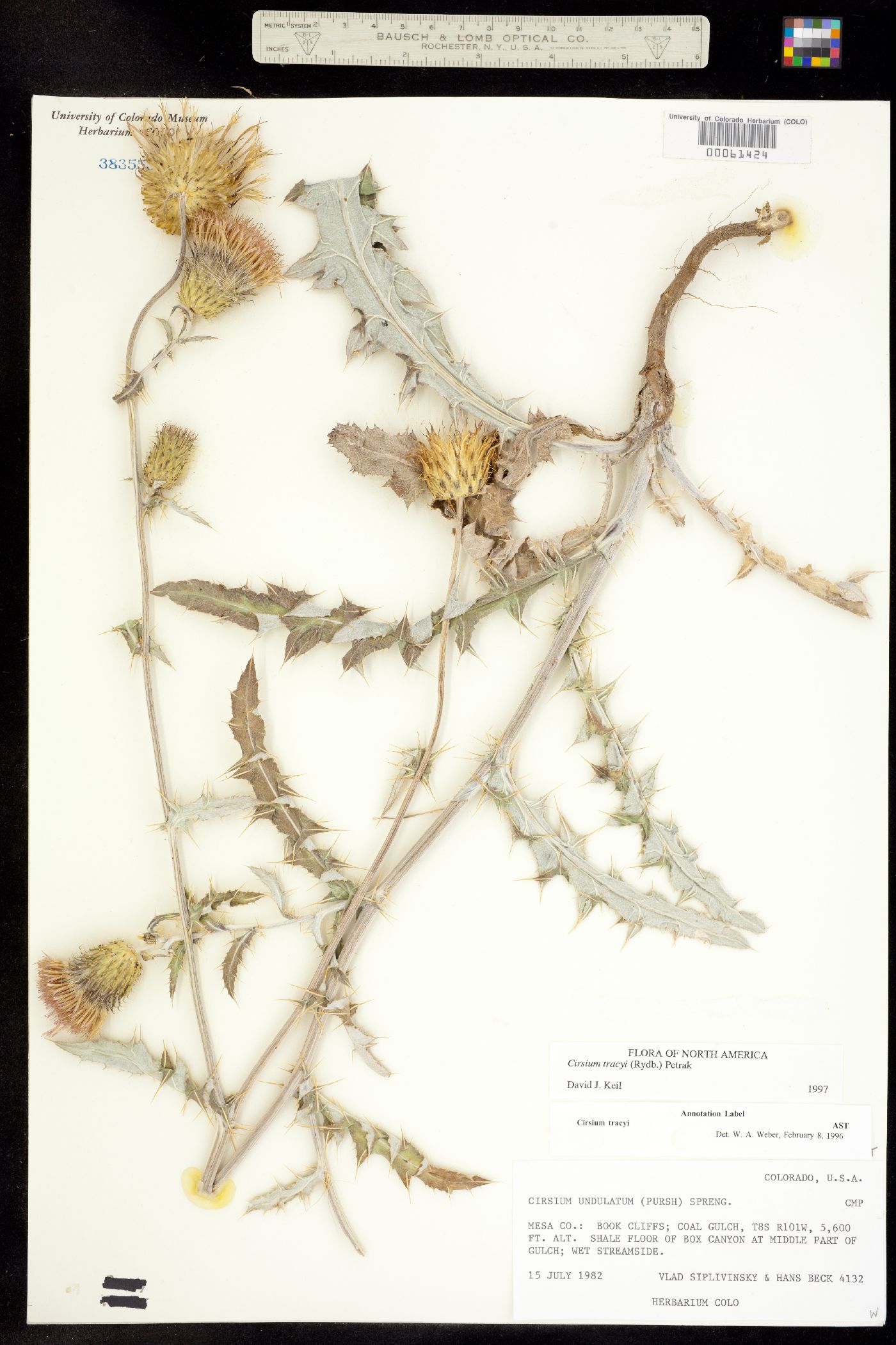Cirsium tracyi image