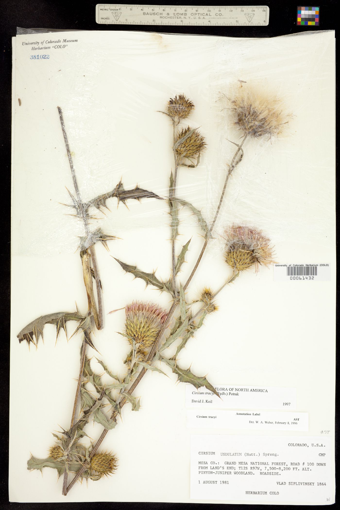 Cirsium tracyi image