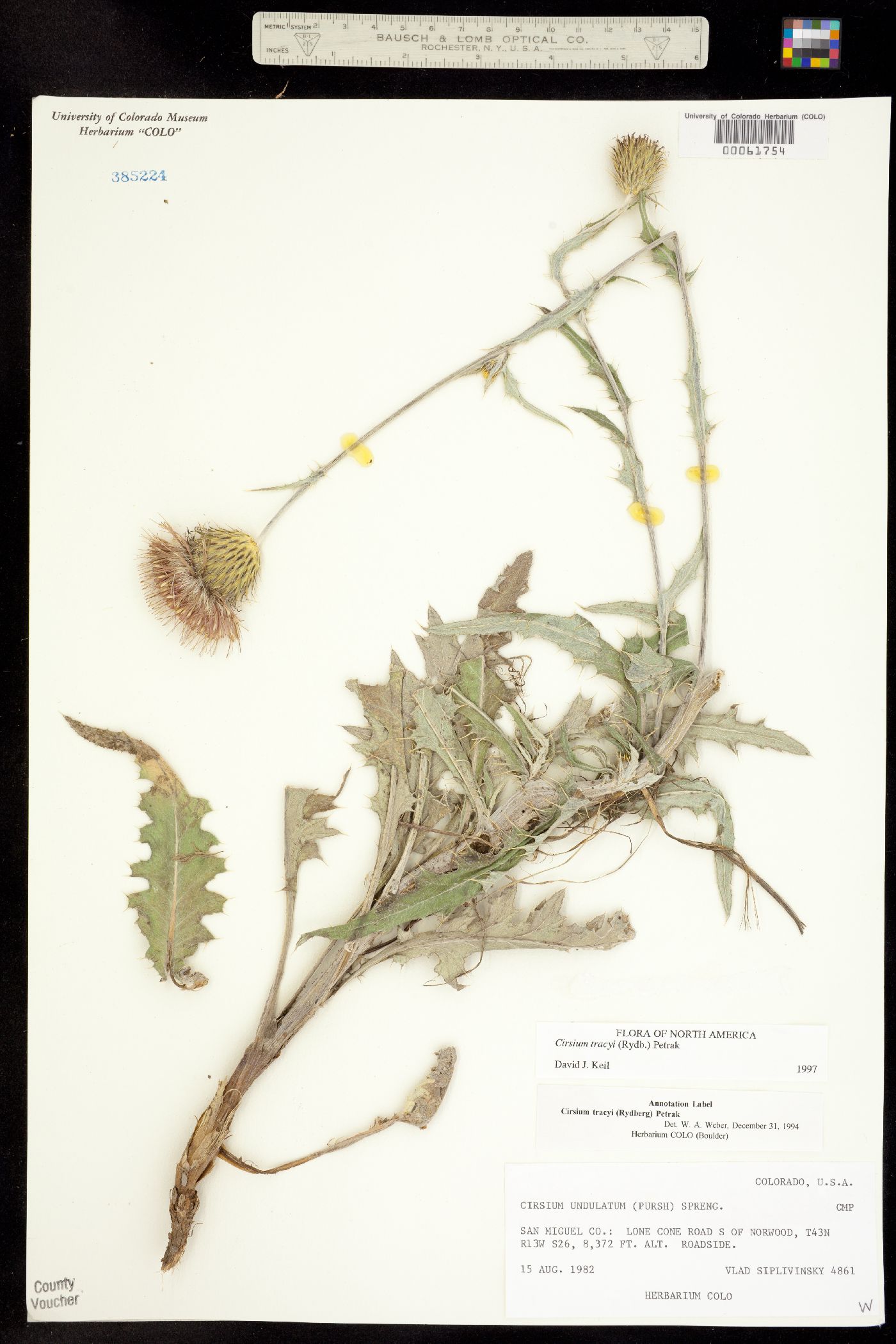 Cirsium tracyi image