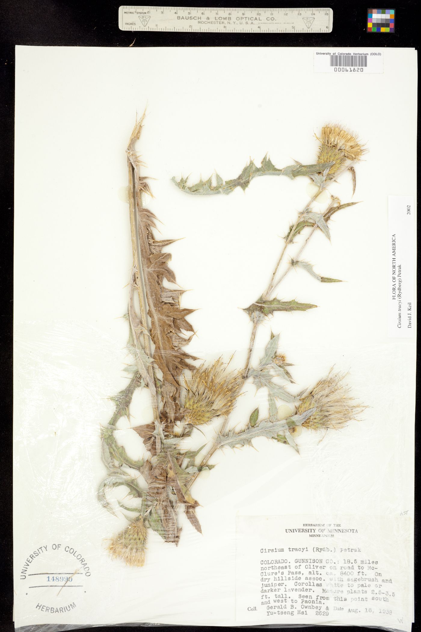 Cirsium tracyi image