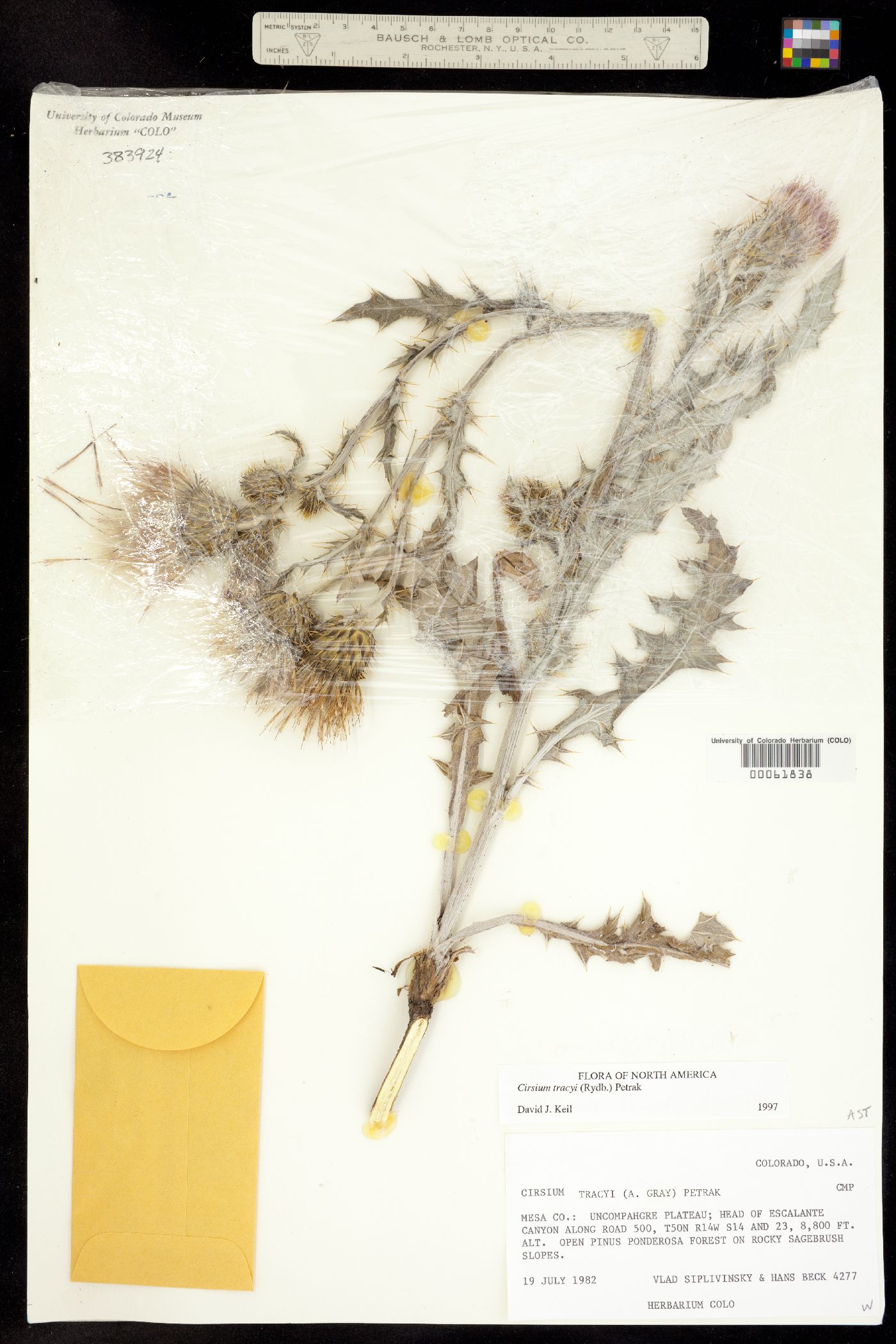 Cirsium tracyi image