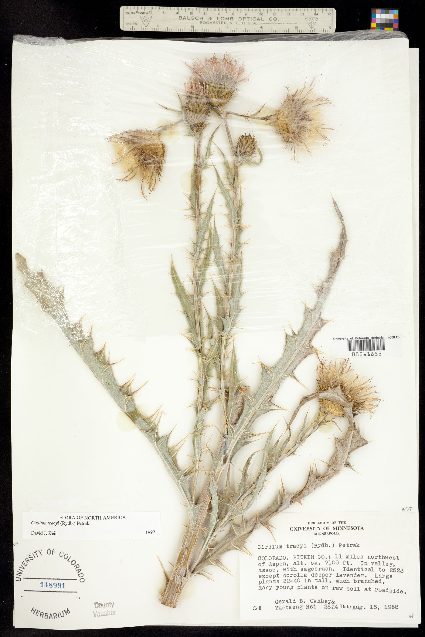 Cirsium tracyi image