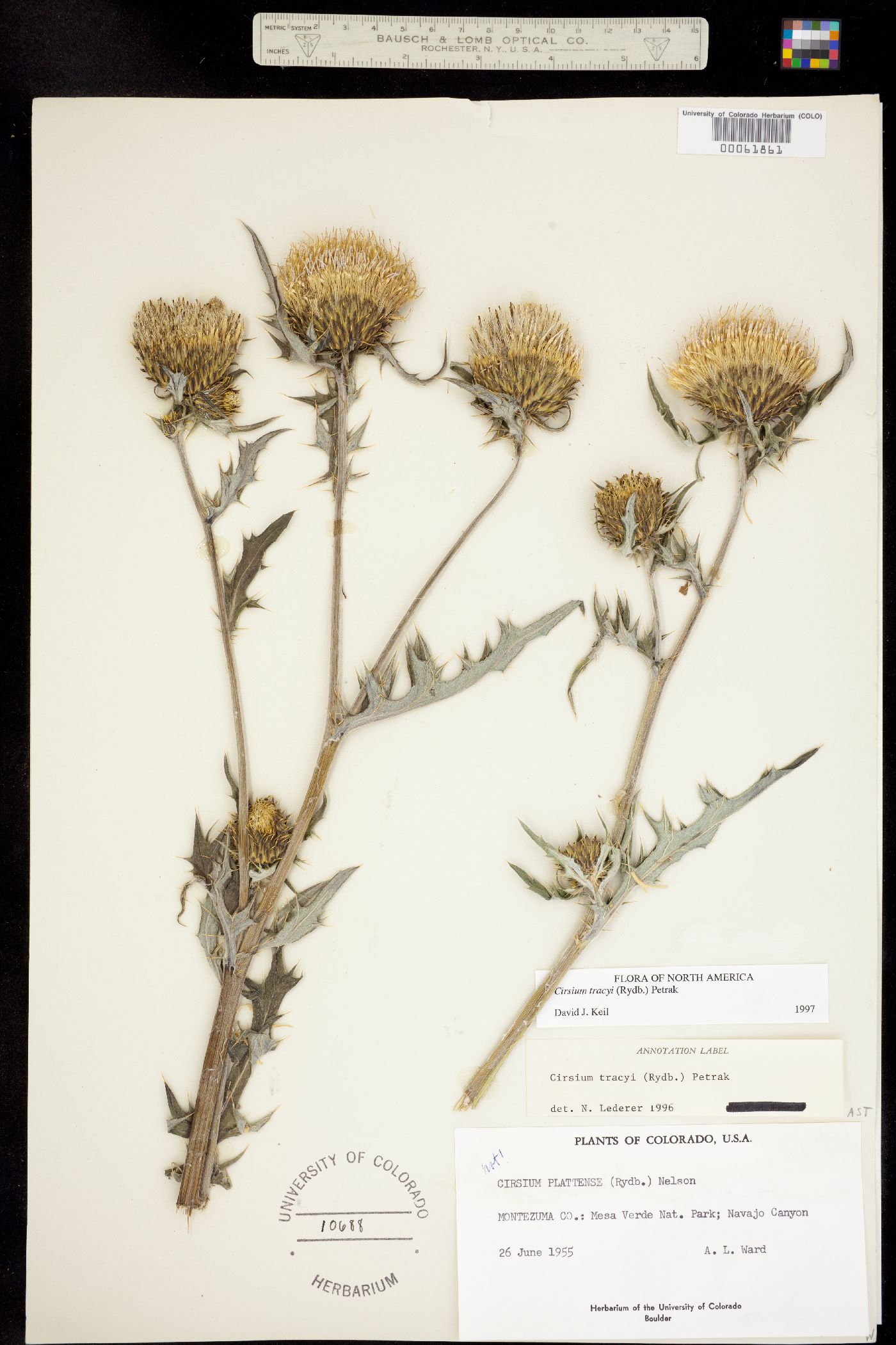 Cirsium tracyi image