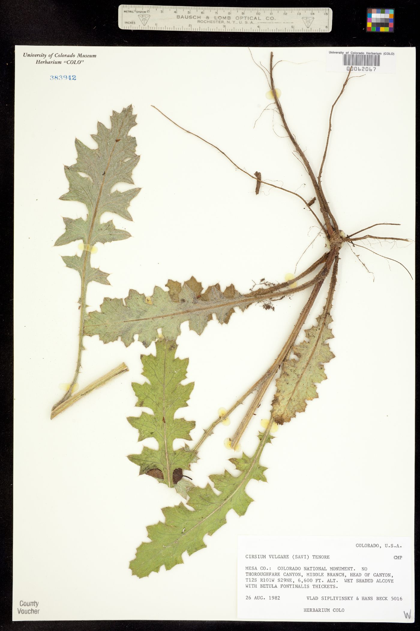 Cirsium vulgare image