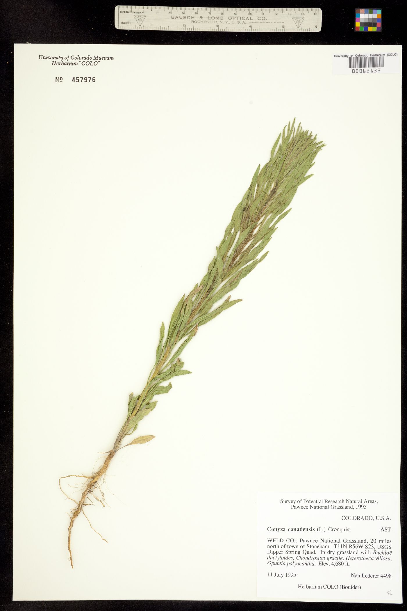 Conyza canadensis image
